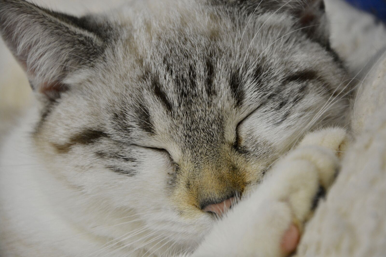 Nikon D5200 sample photo. Cat sleeping, young cat photography