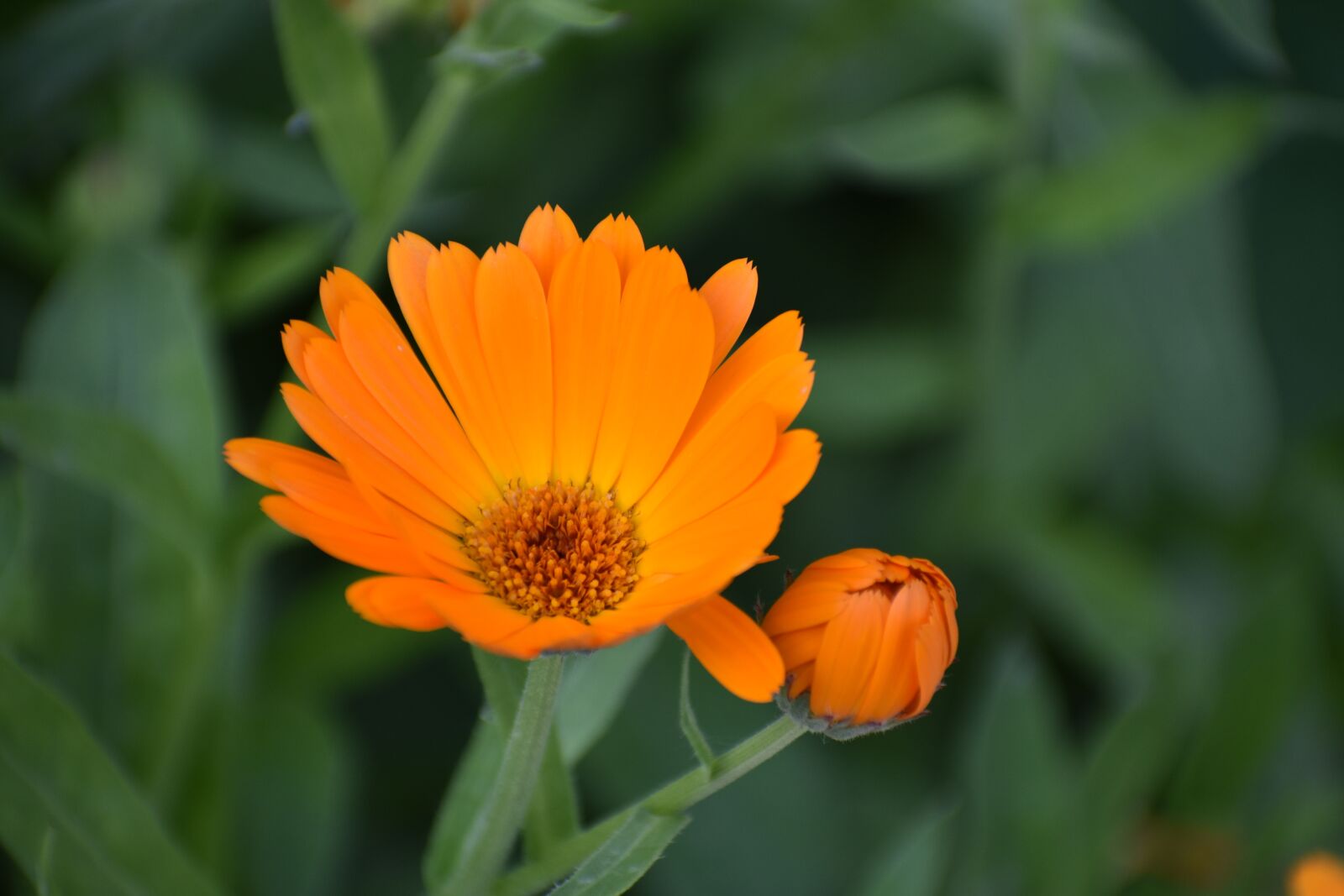 Nikon D3400 sample photo. Calendula, marigold, flower photography