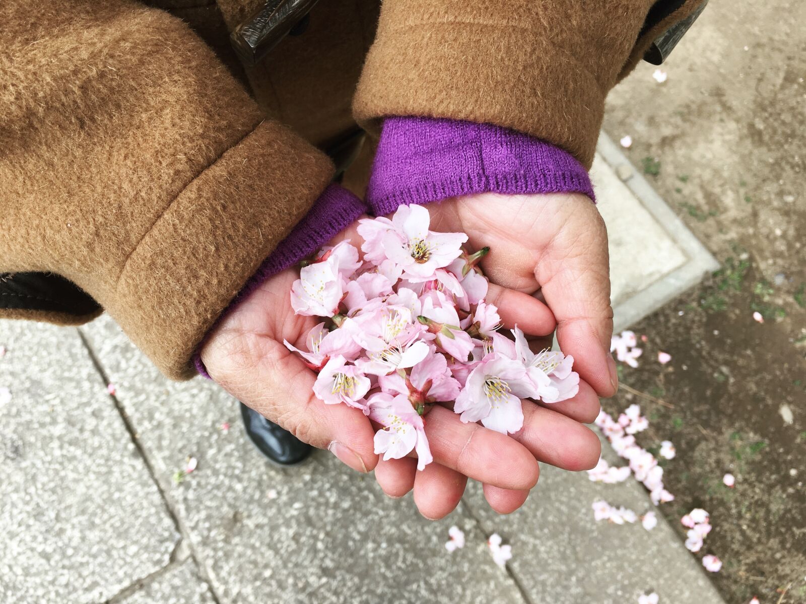 Apple iPhone 6s sample photo. Japan, sakura, flower photography