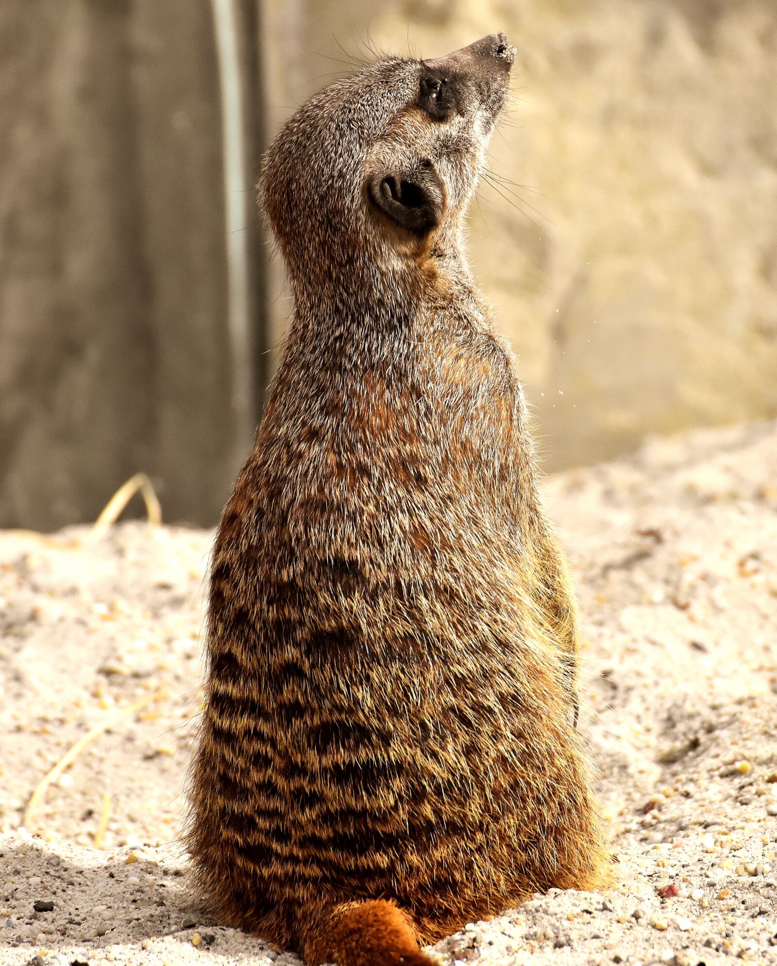 Nikon D7200 sample photo. Meerkat, animal, nature photography