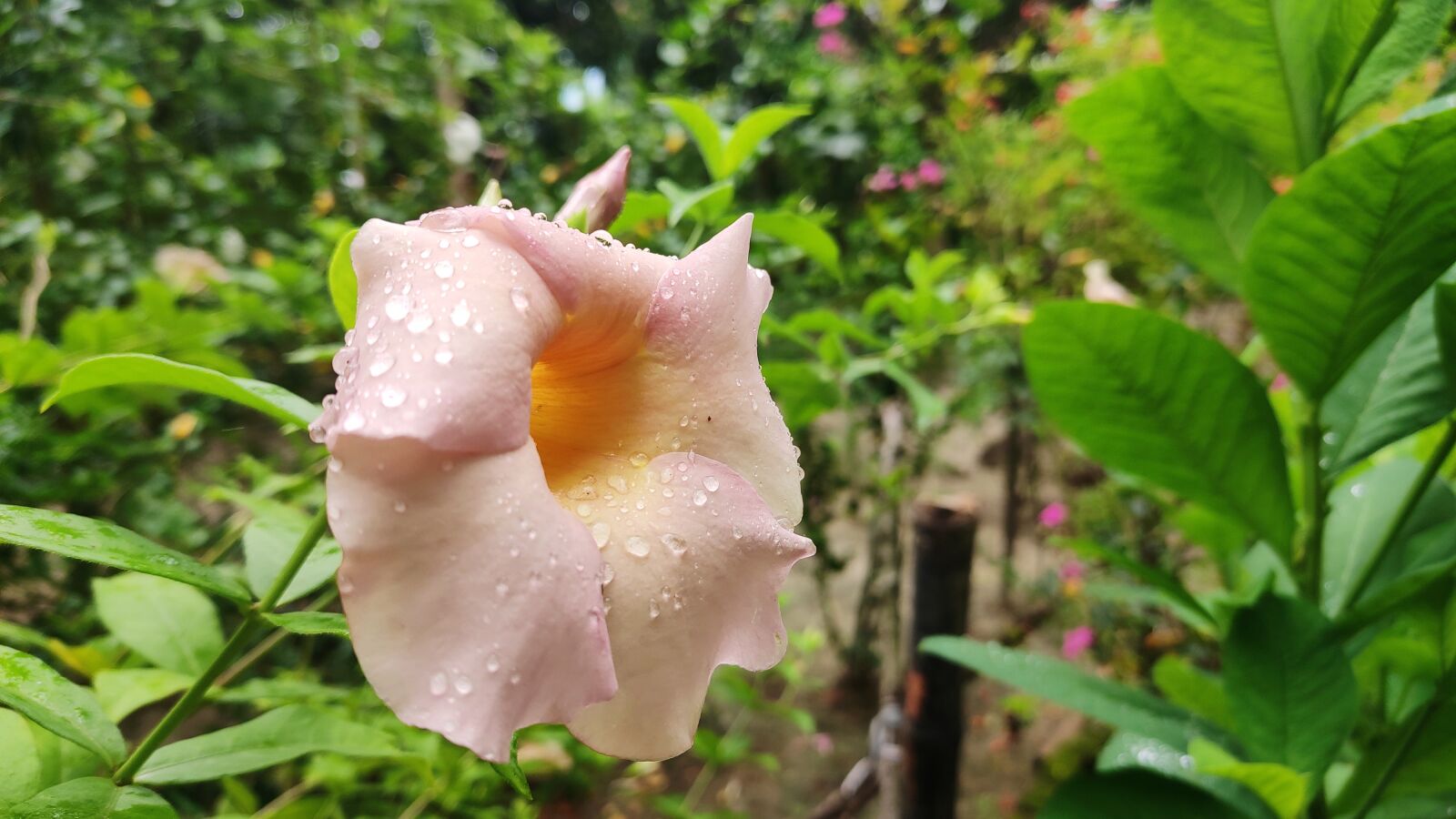 Xiaomi Redmi Note 7 Pro sample photo. Flower, water, drops photography