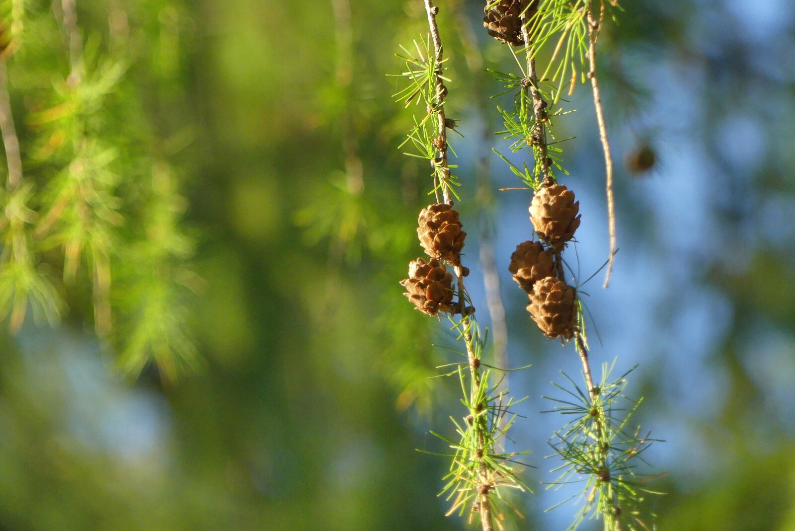 Panasonic Lumix DMC-FZ300 sample photo. Pine cone, krak w photography