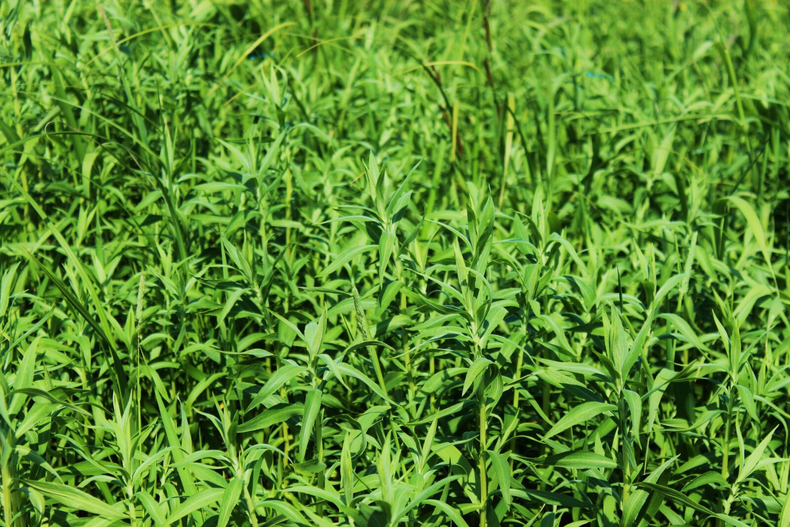 Canon EOS 1300D (EOS Rebel T6 / EOS Kiss X80) sample photo. Grass, weeds, meadow photography
