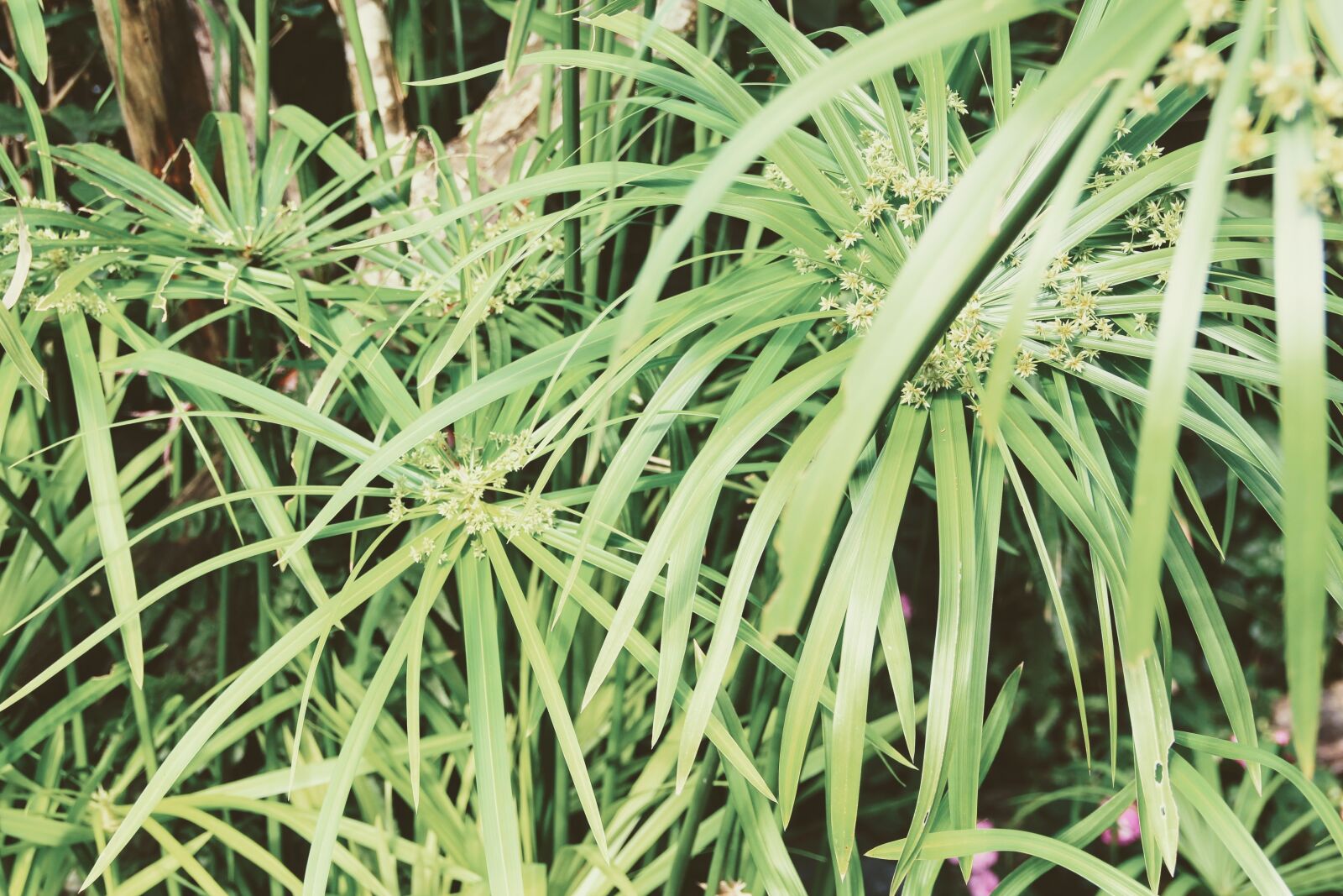 Canon EOS 600D (Rebel EOS T3i / EOS Kiss X5) sample photo. Grass, taiwan, chinese photography
