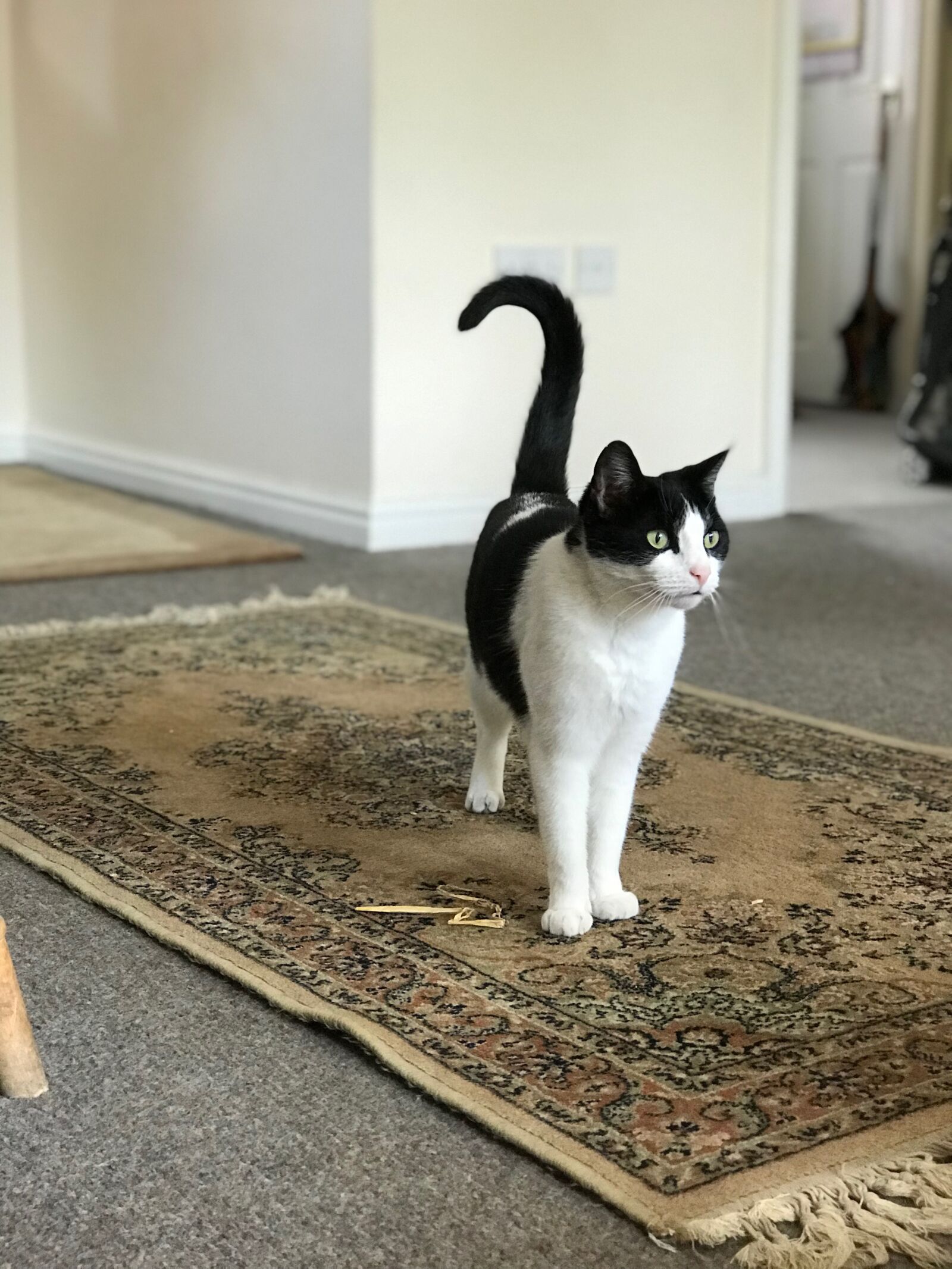 iPhone 7 Plus back dual camera 6.6mm f/2.8 sample photo. Black and white, cat photography