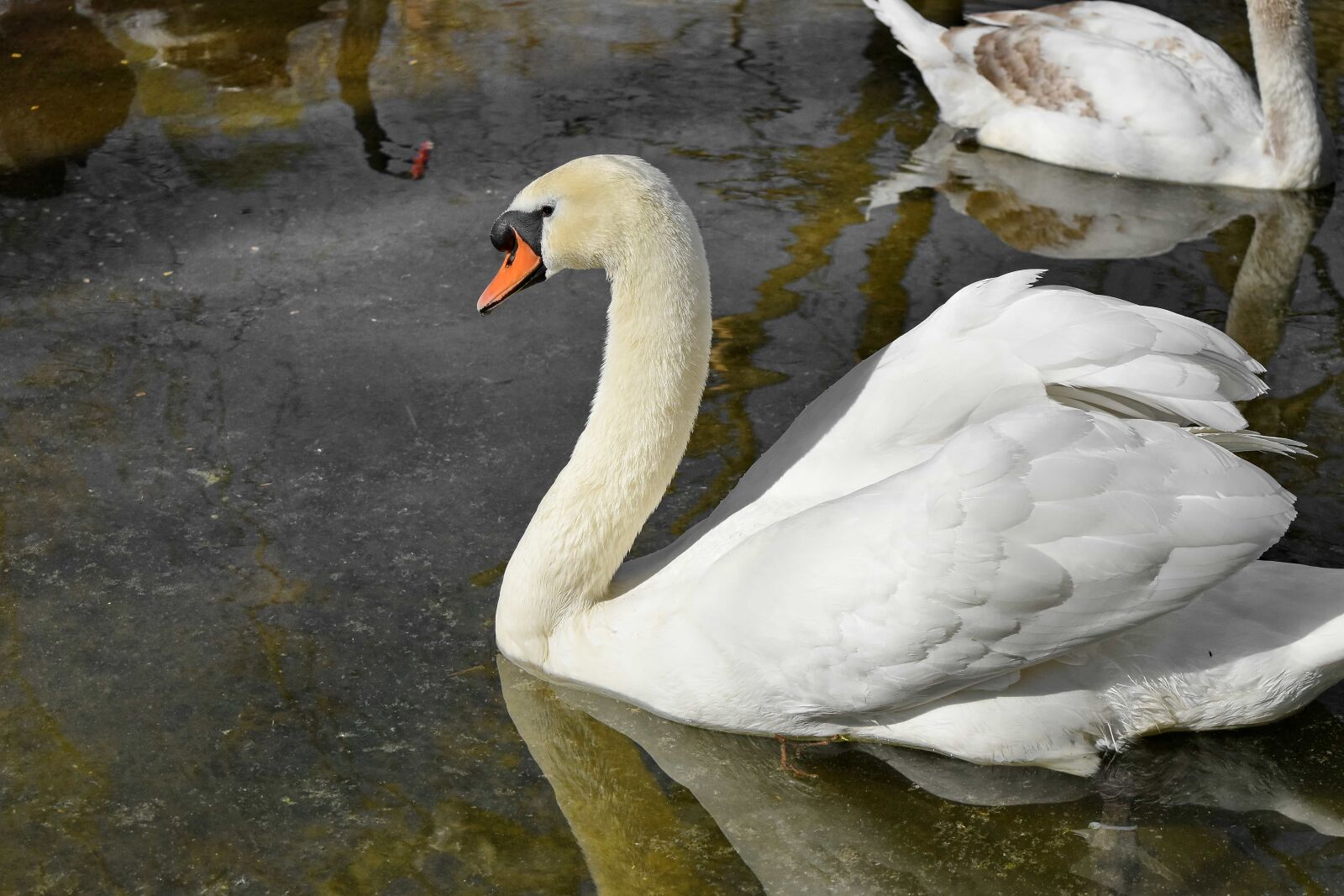 Nikon D5500 sample photo. Bird, swan, nature, water photography