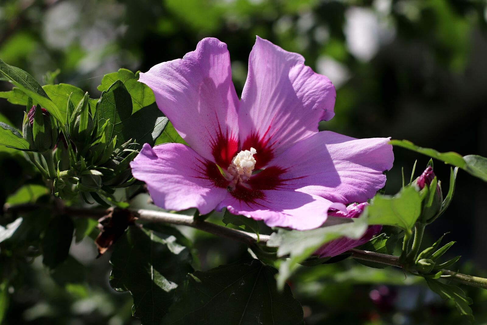 Canon EF 50mm F1.4 USM sample photo. Hibiscus, flower, blossom photography