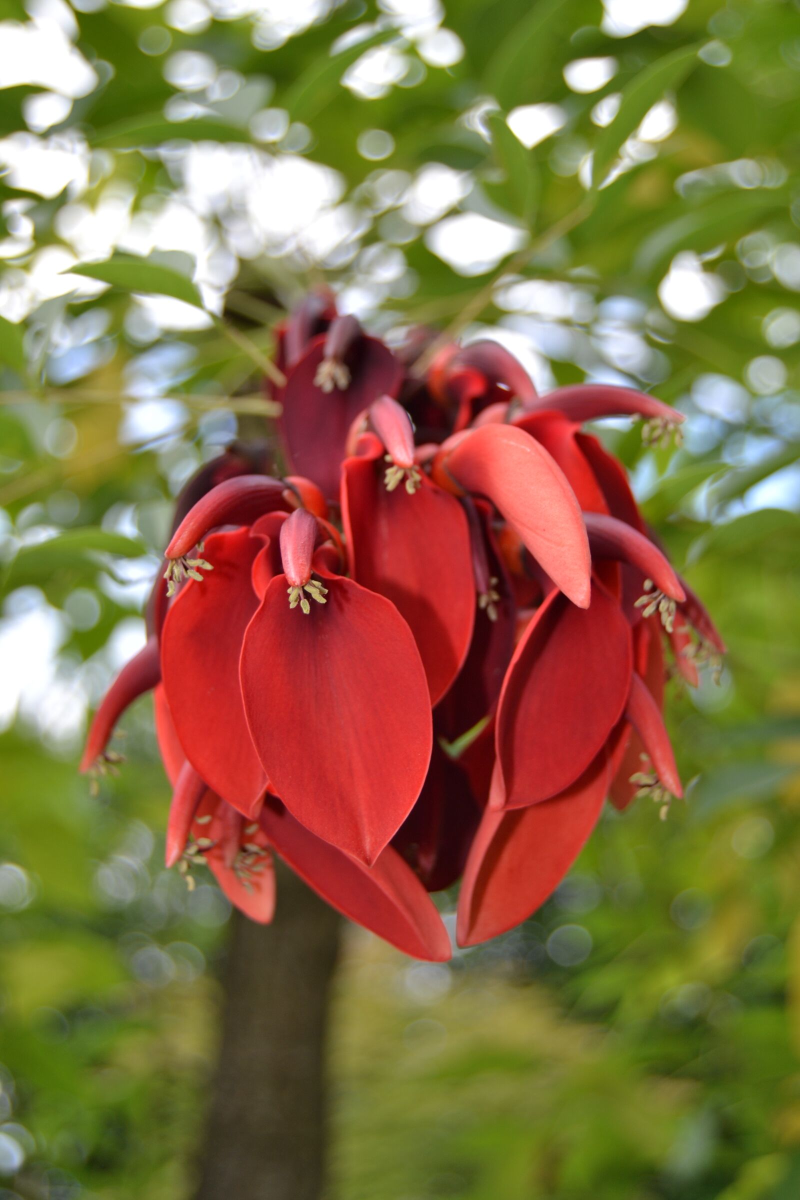 Nikon D3100 sample photo. Red, coral, tree photography