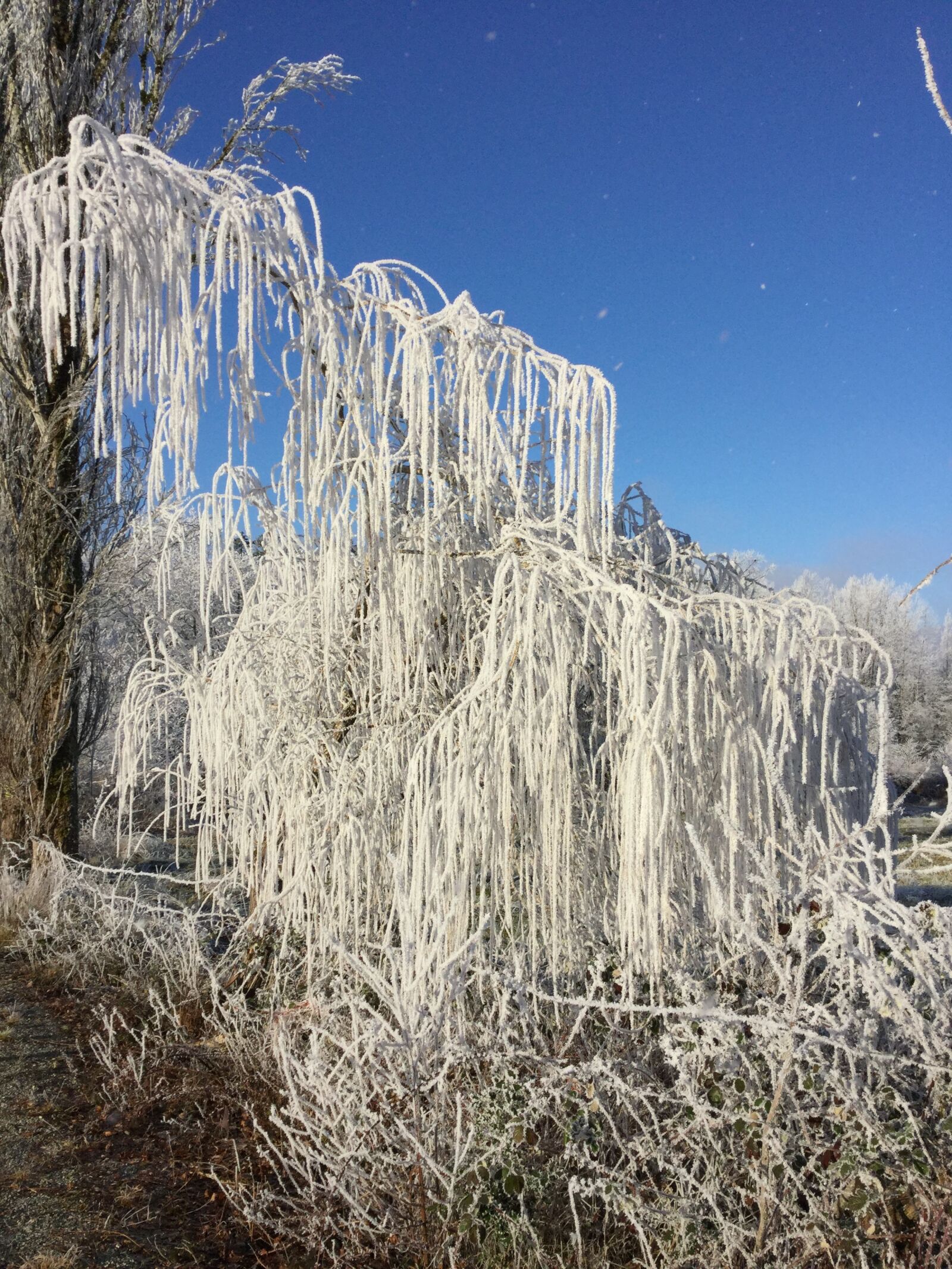 Apple iPad Air 2 sample photo. Frozen, trees photography