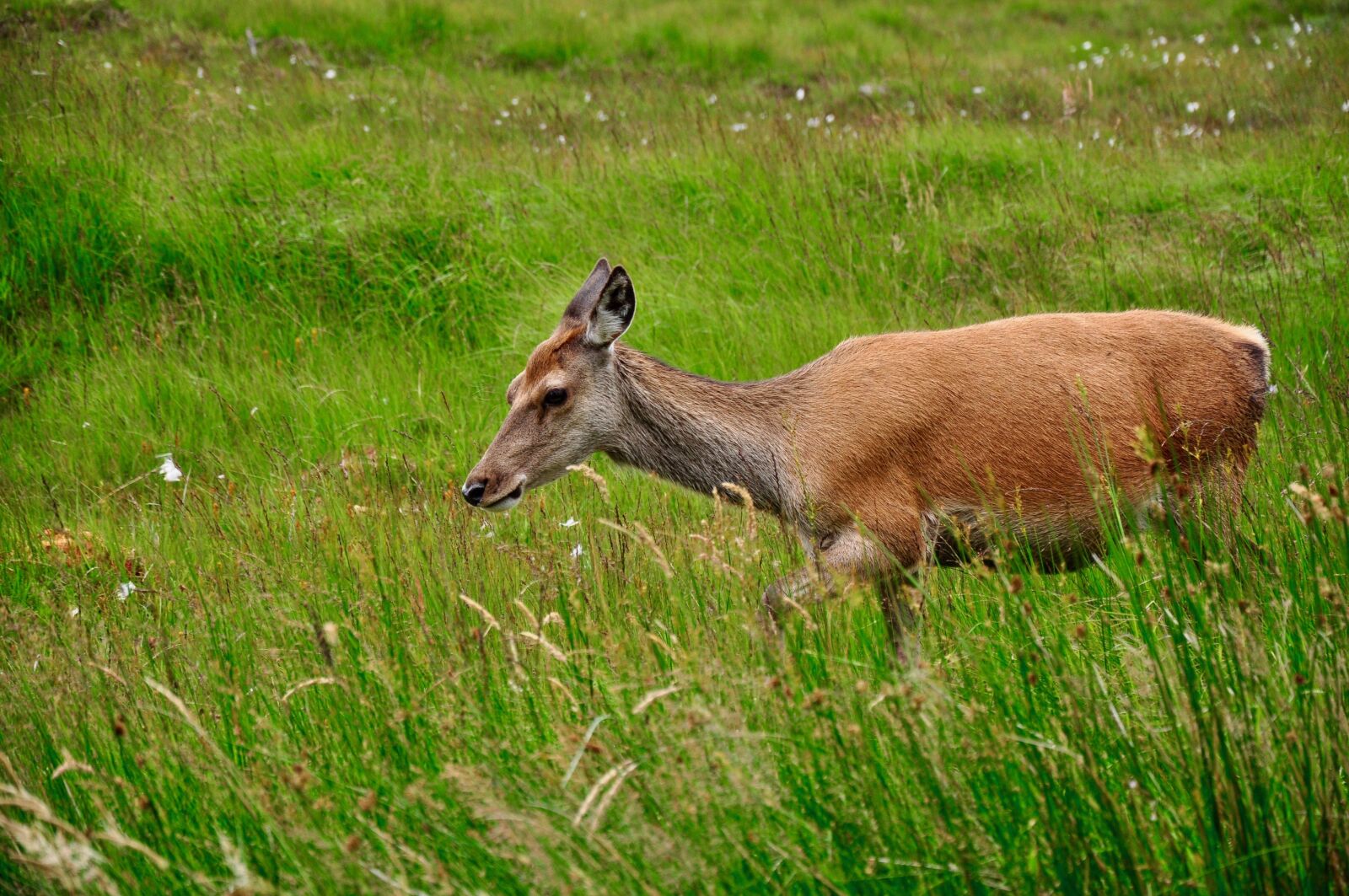 Nikon D5000 sample photo. Roe deer, wild, nature photography