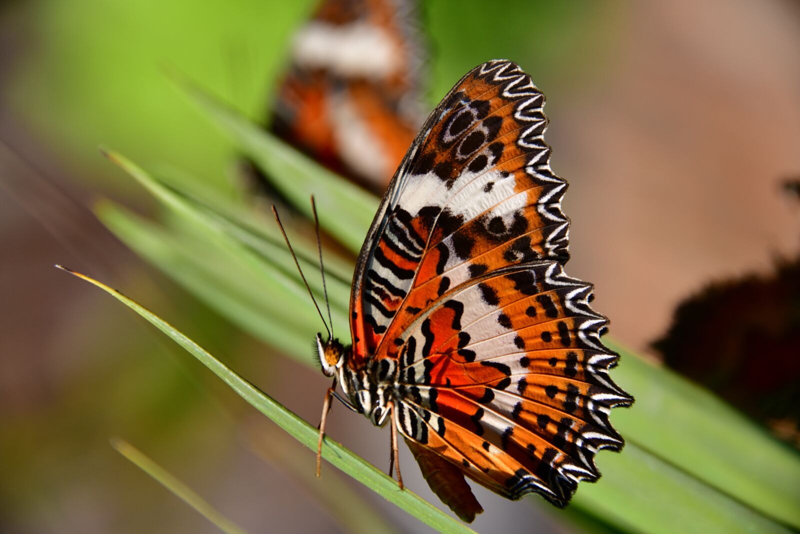 Nikon D850 sample photo. Butterfly, colourful, insect photography
