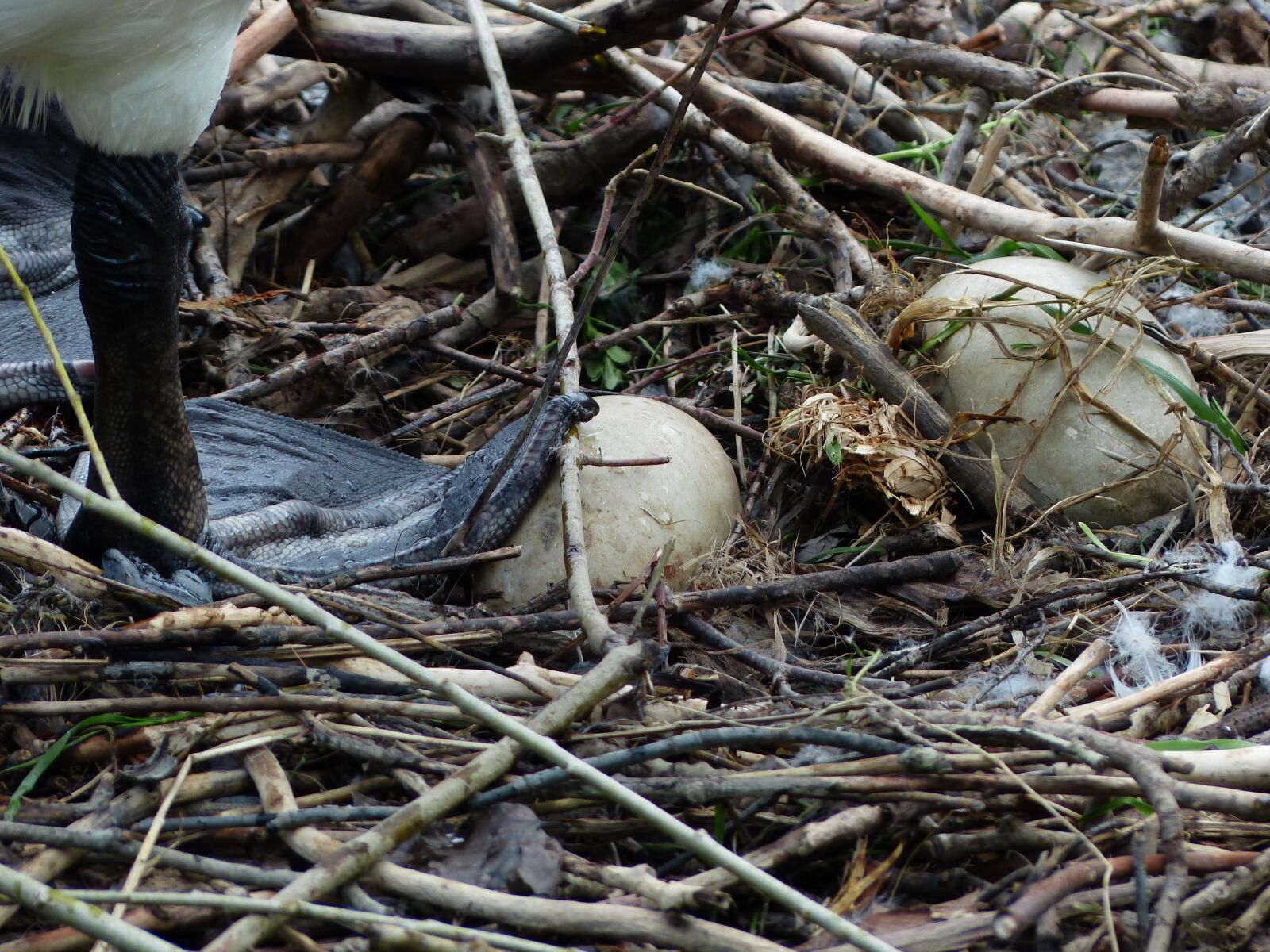 Panasonic Lumix DMC-FZ200 sample photo. Swan, egg, nest photography