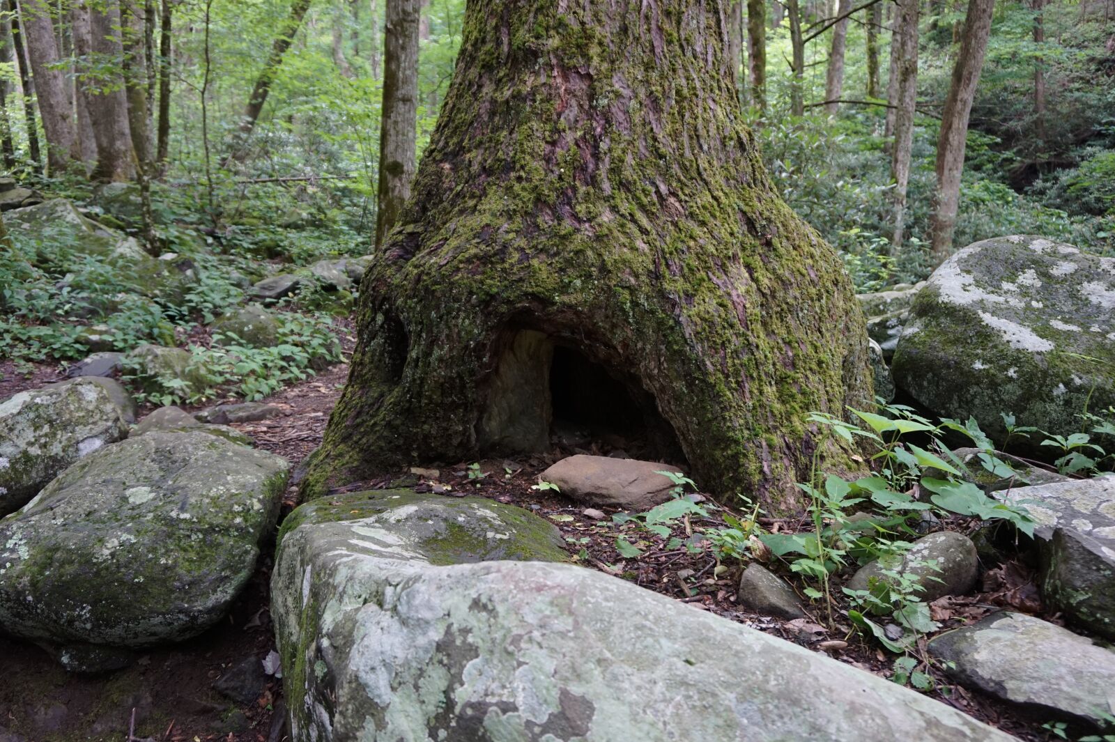 Sony Alpha a5000 (ILCE 5000) sample photo. Tree, trunk, forest photography