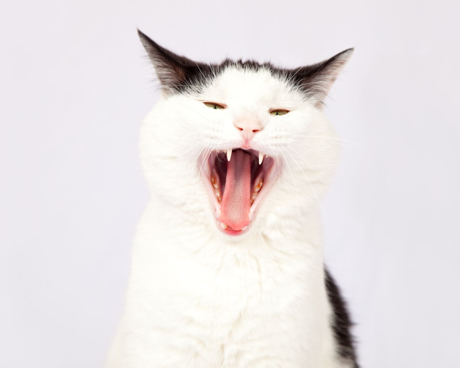 Canon EOS 5D Mark II sample photo. Cat, pet, animal photography
