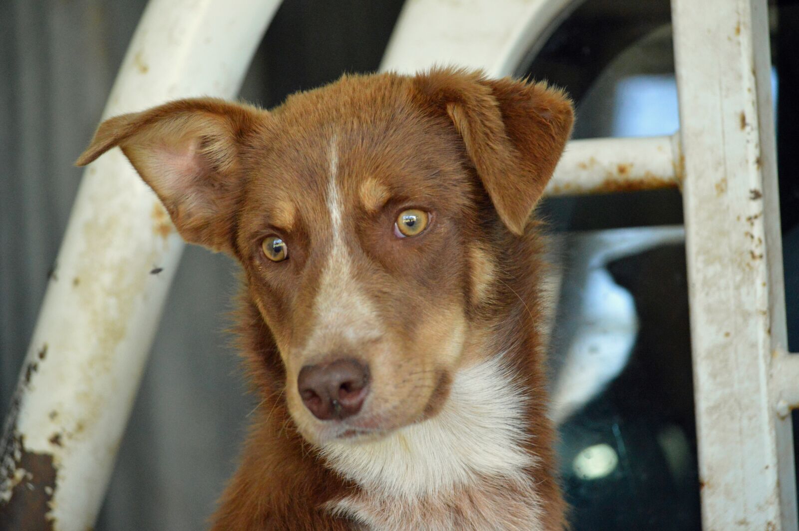 Nikon D3200 sample photo. Pet, dog, adorable photography