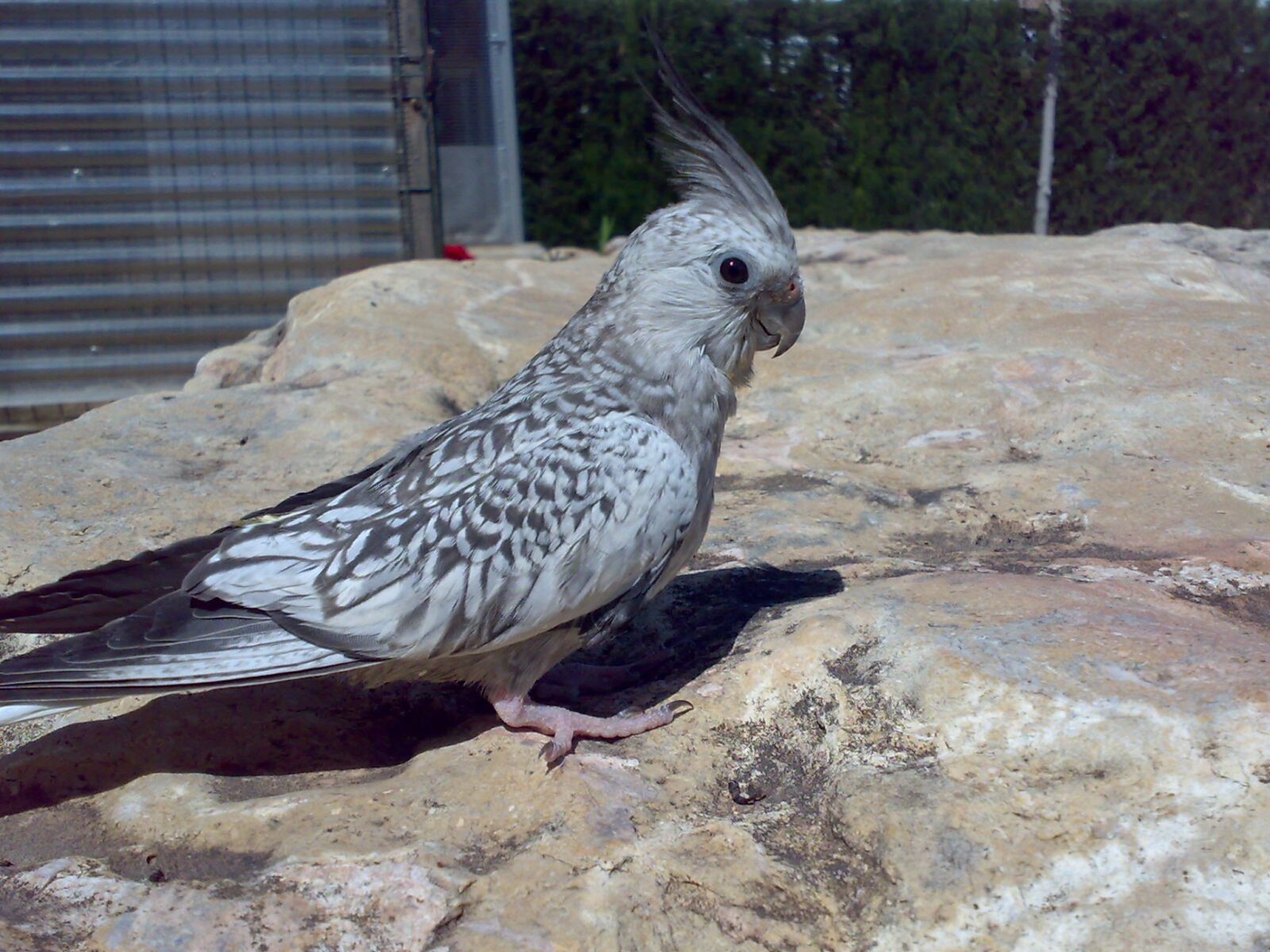 Nokia N73 sample photo. Bird, agaporni, animal photography