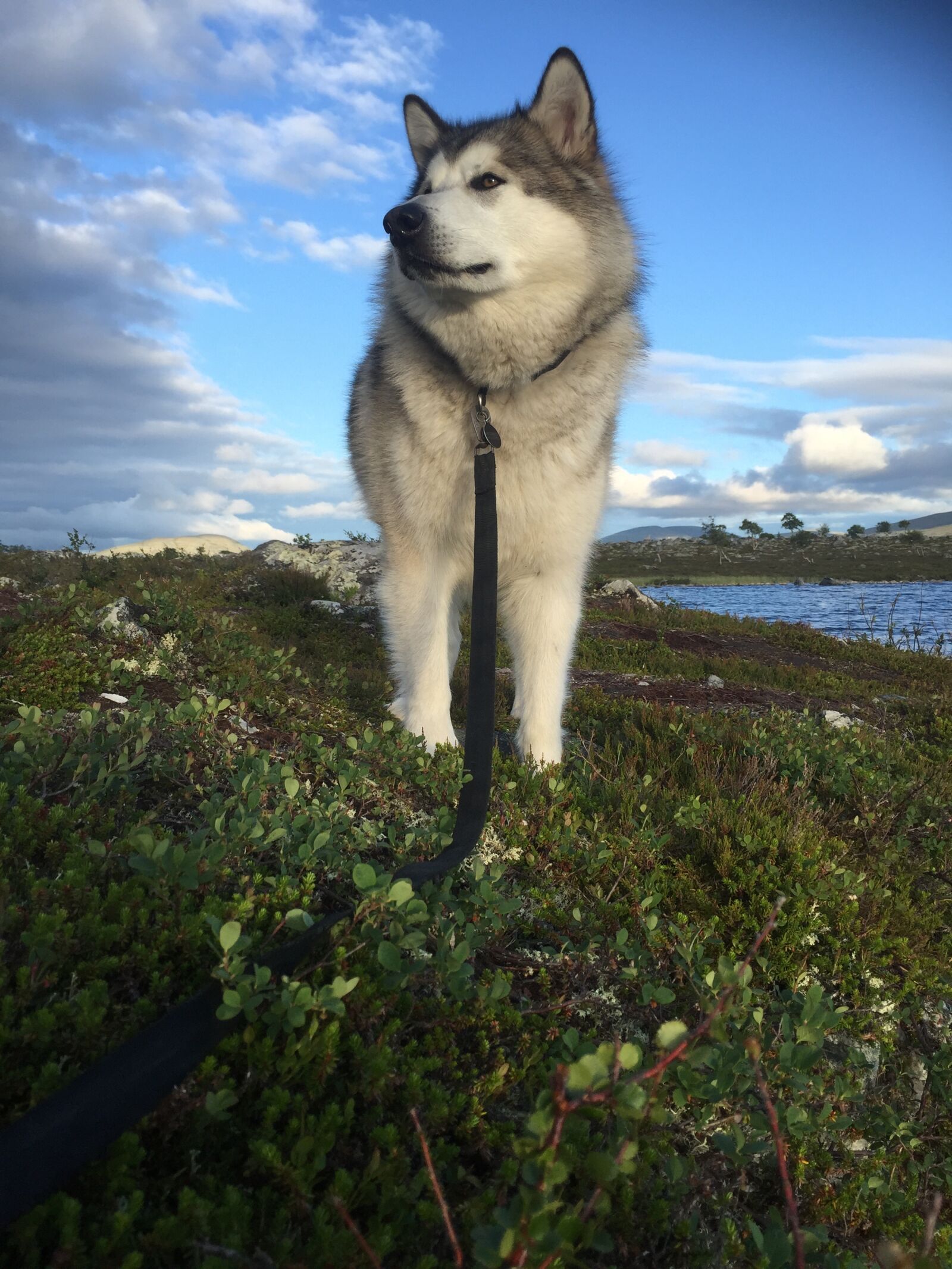 Apple iPhone 6 sample photo. Alaskan malamute, sled dog photography