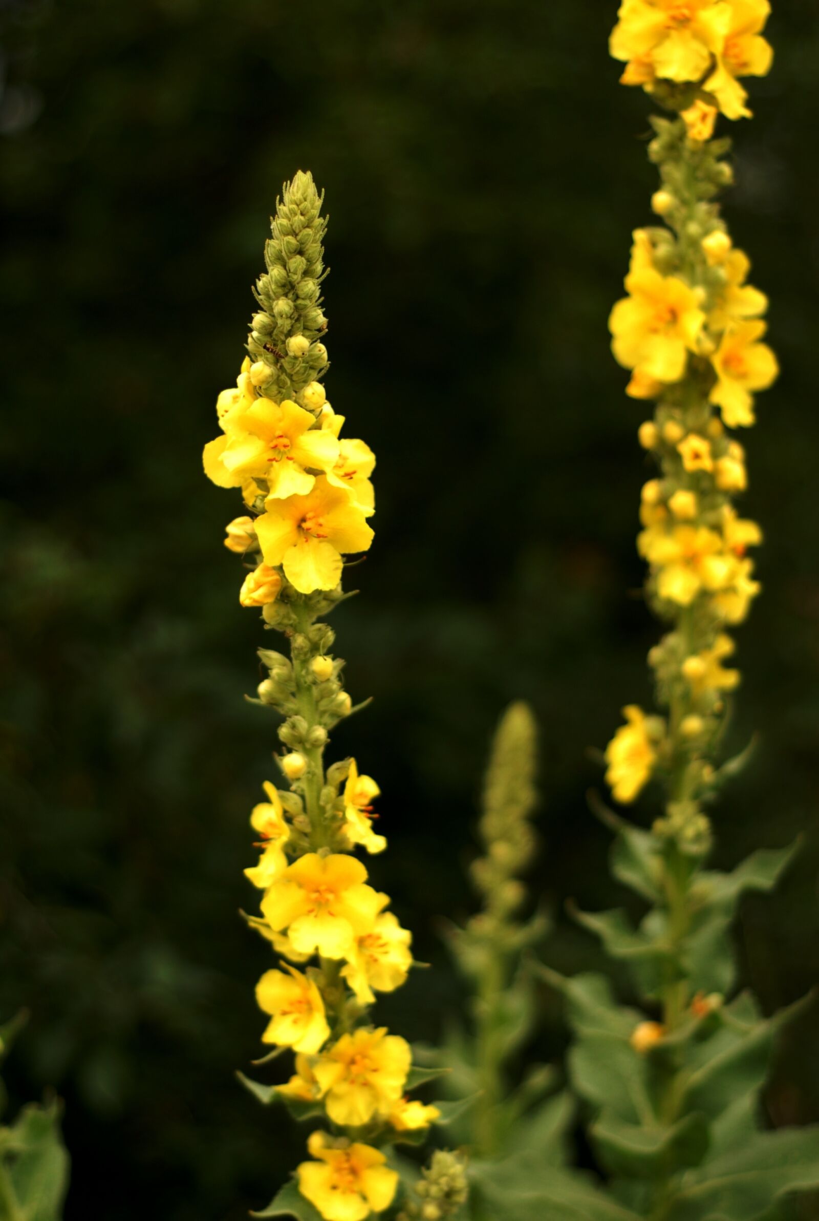 Nikon D200 sample photo. Plant, herb, mullein photography