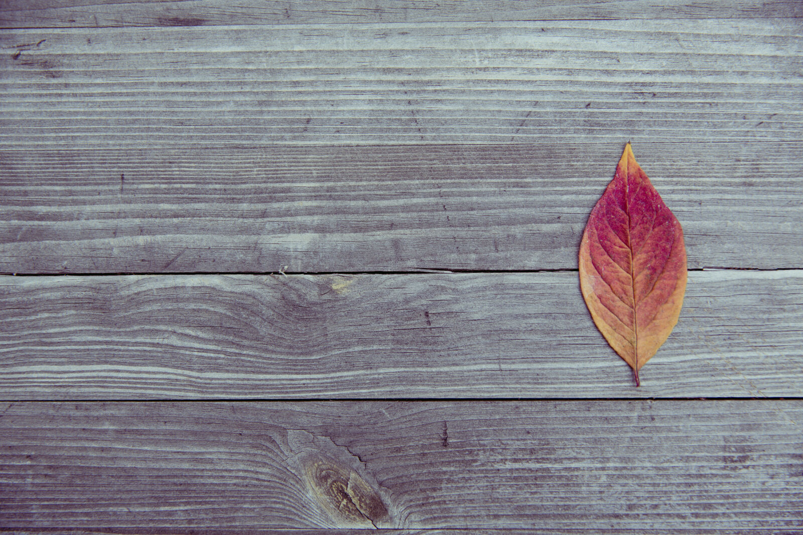 Canon EF 24-70mm F2.8L II USM sample photo. Wood, pattern, texture, leaf photography