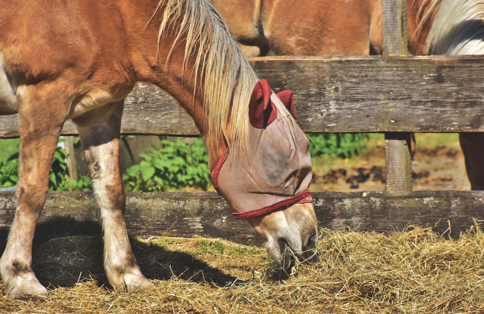 Nikon D7200 sample photo. Horse, flying hat, fly photography