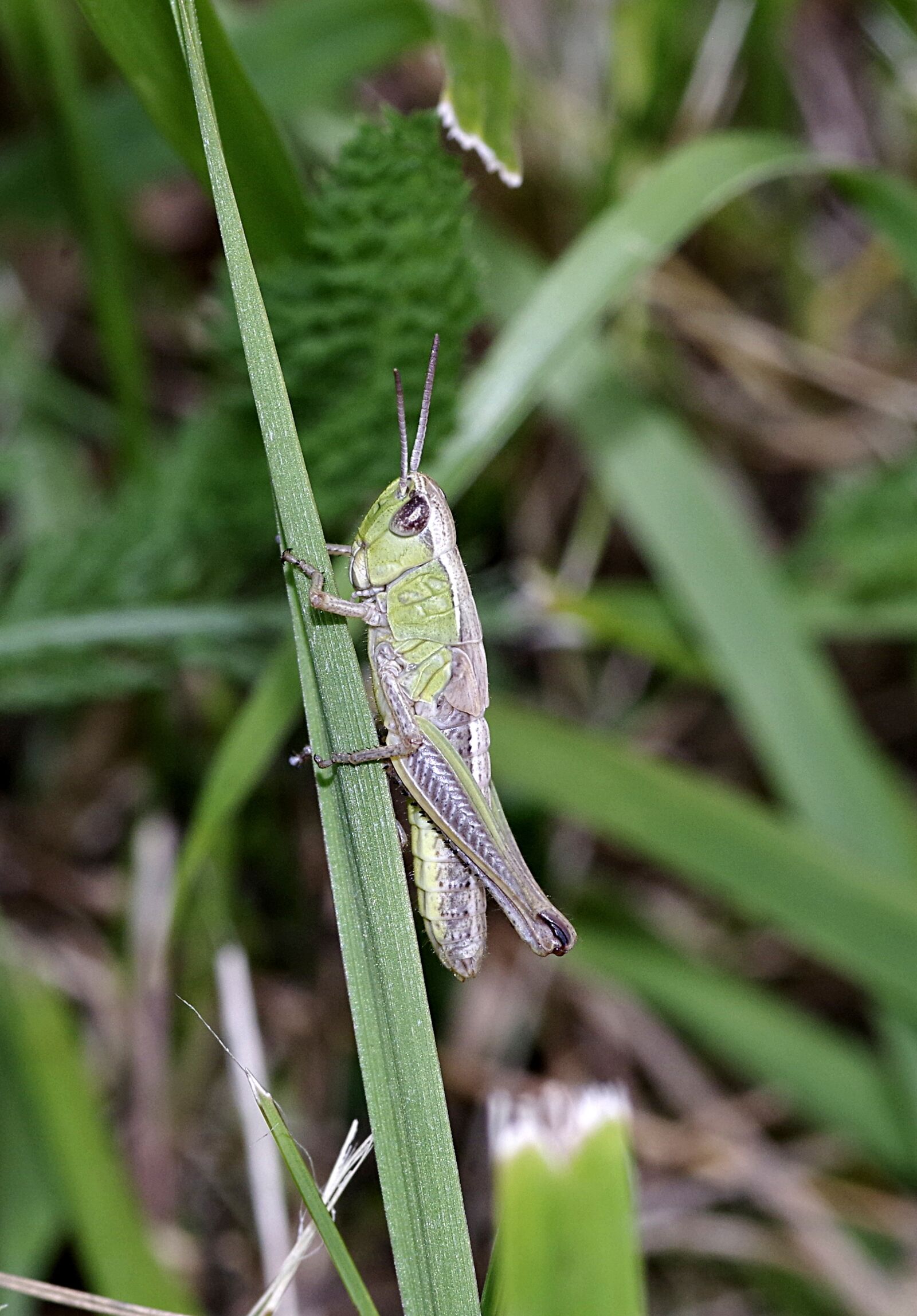 Pentax K-S2 sample photo. Tettigonia viridissima, green, insect photography