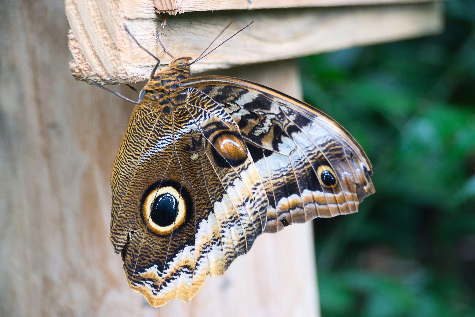 Sony ILCA-77M2 sample photo. Butterfly, edelfalter, insect photography