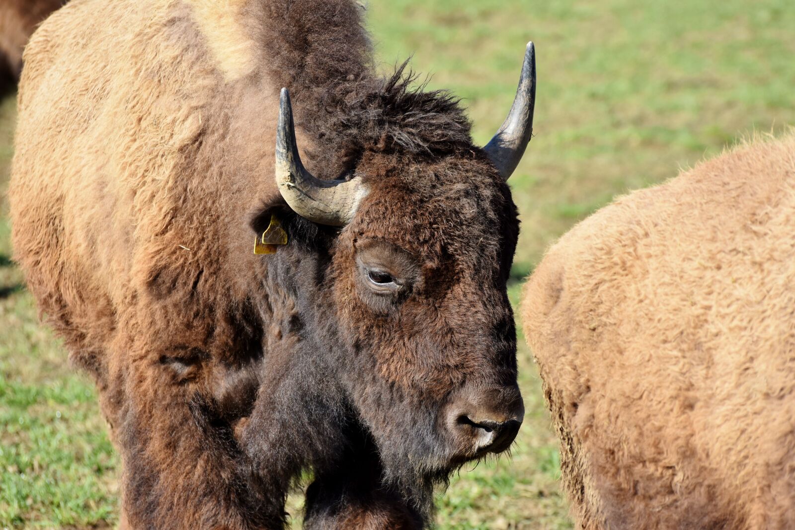 Nikon D7200 sample photo. Bison, buffalo, horns photography