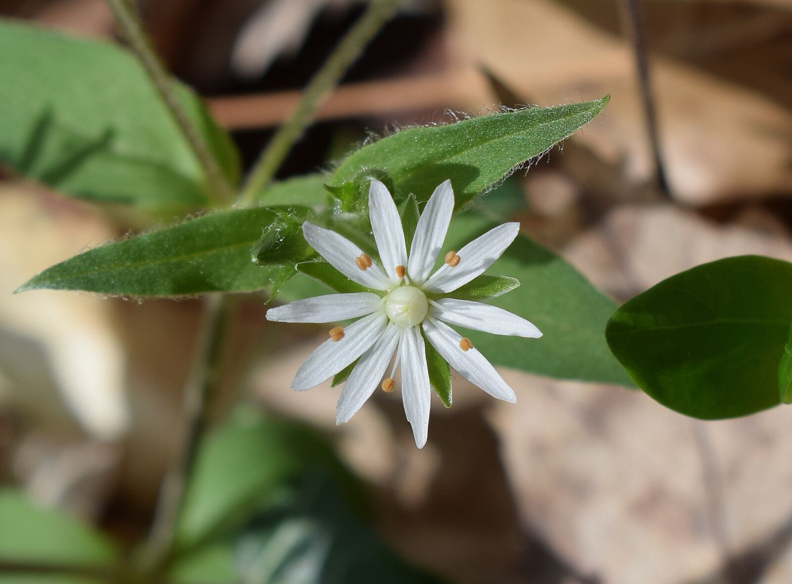 Nikon D3300 sample photo. Star chickweed, chickweed, flower photography