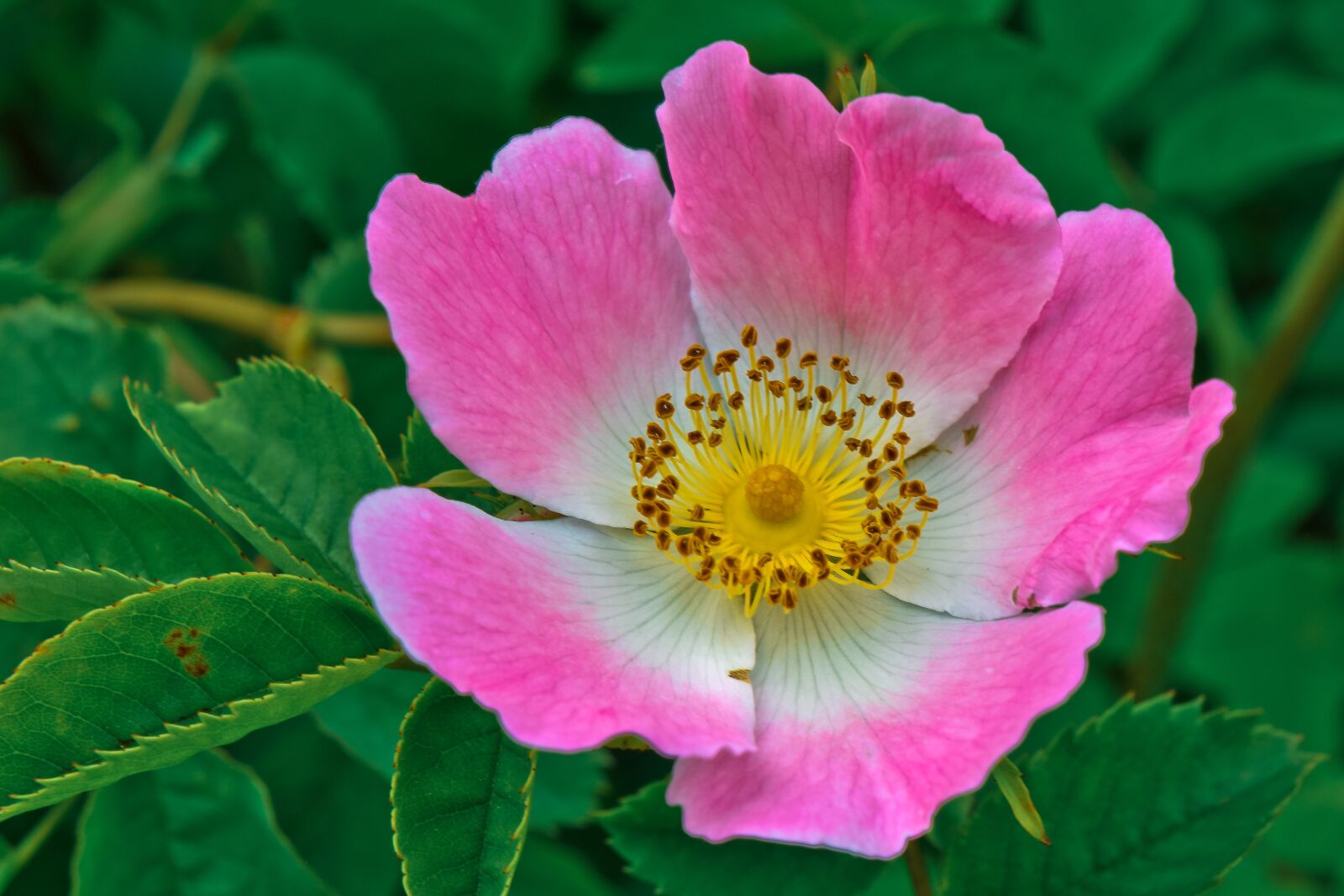 Nikon D3300 sample photo. Flowers, prairie rose, rose photography