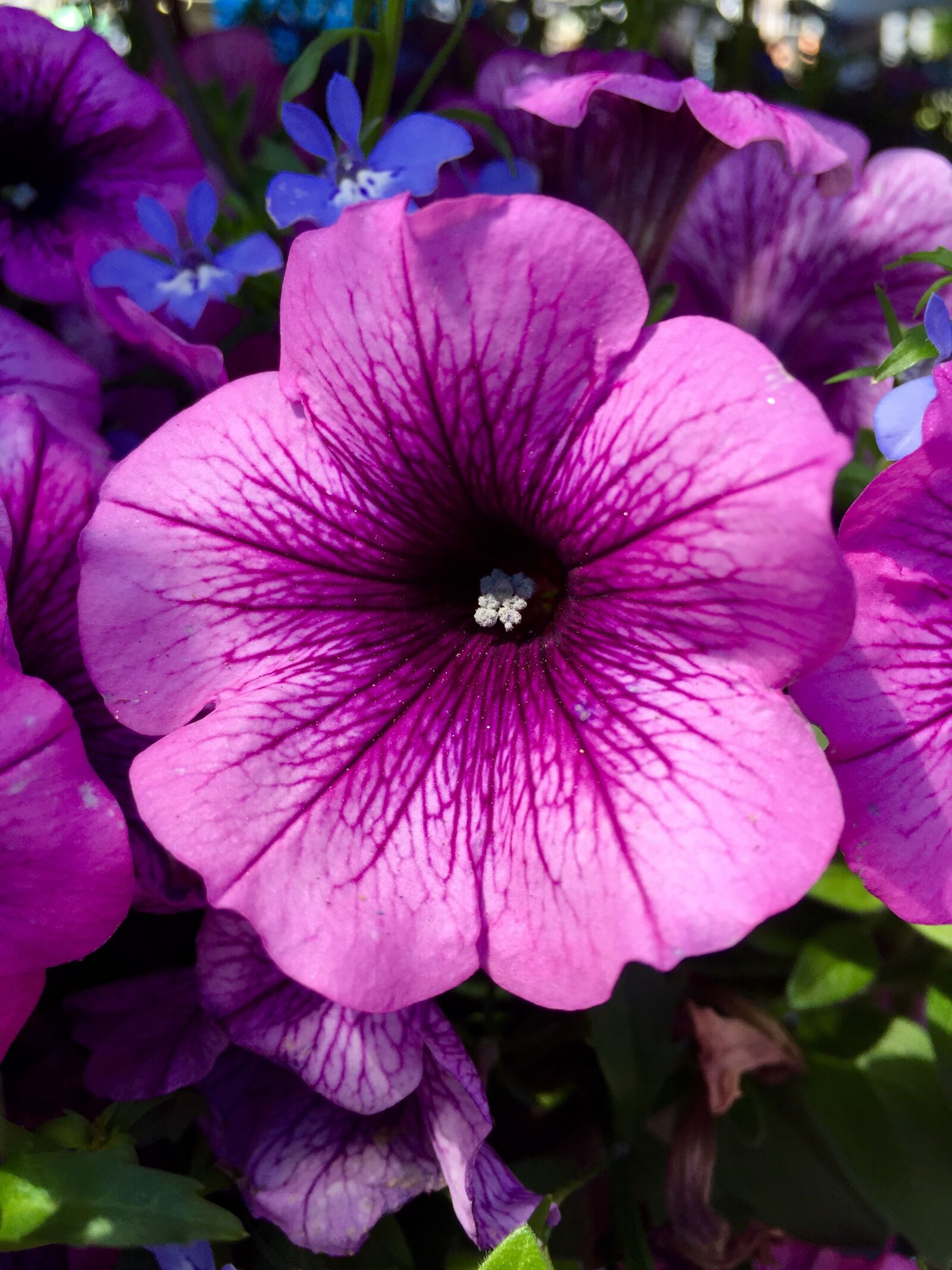 Apple iPhone 6 sample photo. Purple, flower, violet photography