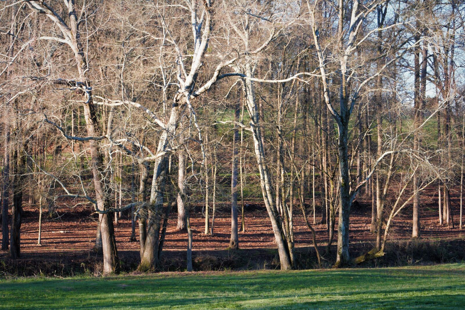 Canon EOS 550D (EOS Rebel T2i / EOS Kiss X4) sample photo. Wood, tree, nature photography