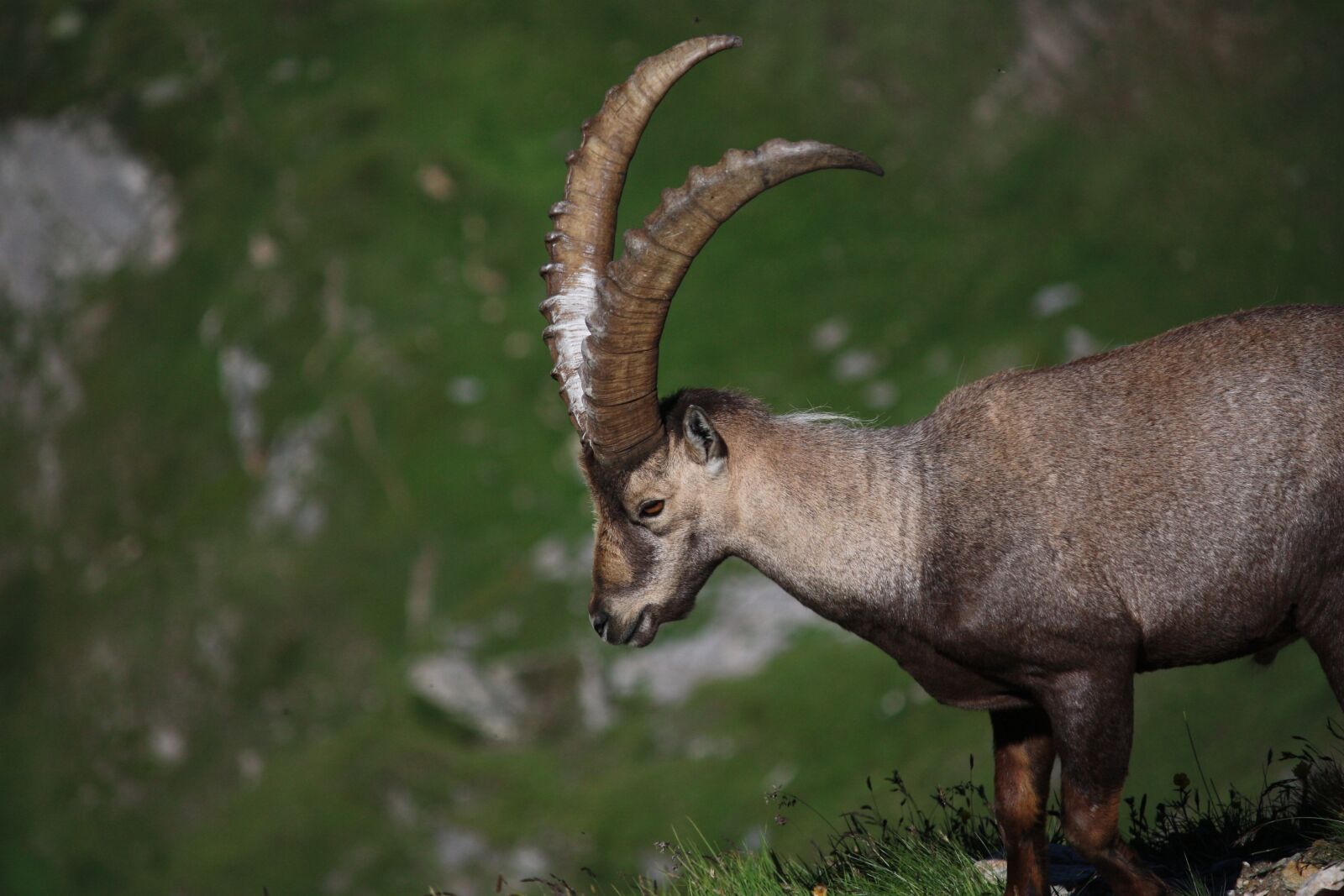 Canon EOS 450D (EOS Rebel XSi / EOS Kiss X2) sample photo. Ibex, wild, nature photography