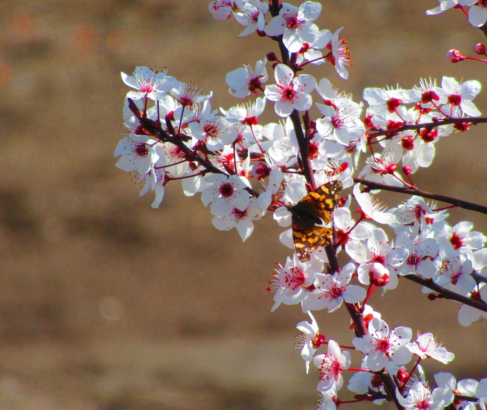Canon PowerShot SX620 HS sample photo. Butterfly, flower, spring photography