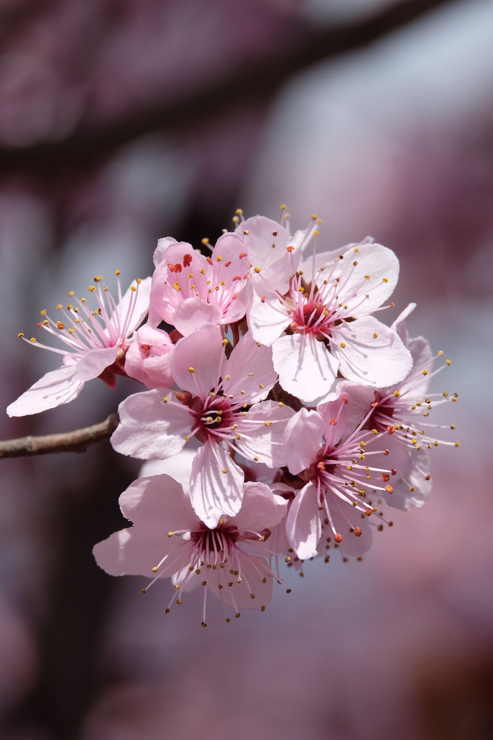 Fujifilm XF 55-200mm F3.5-4.8 R LM OIS sample photo. Flower, apple, spring photography