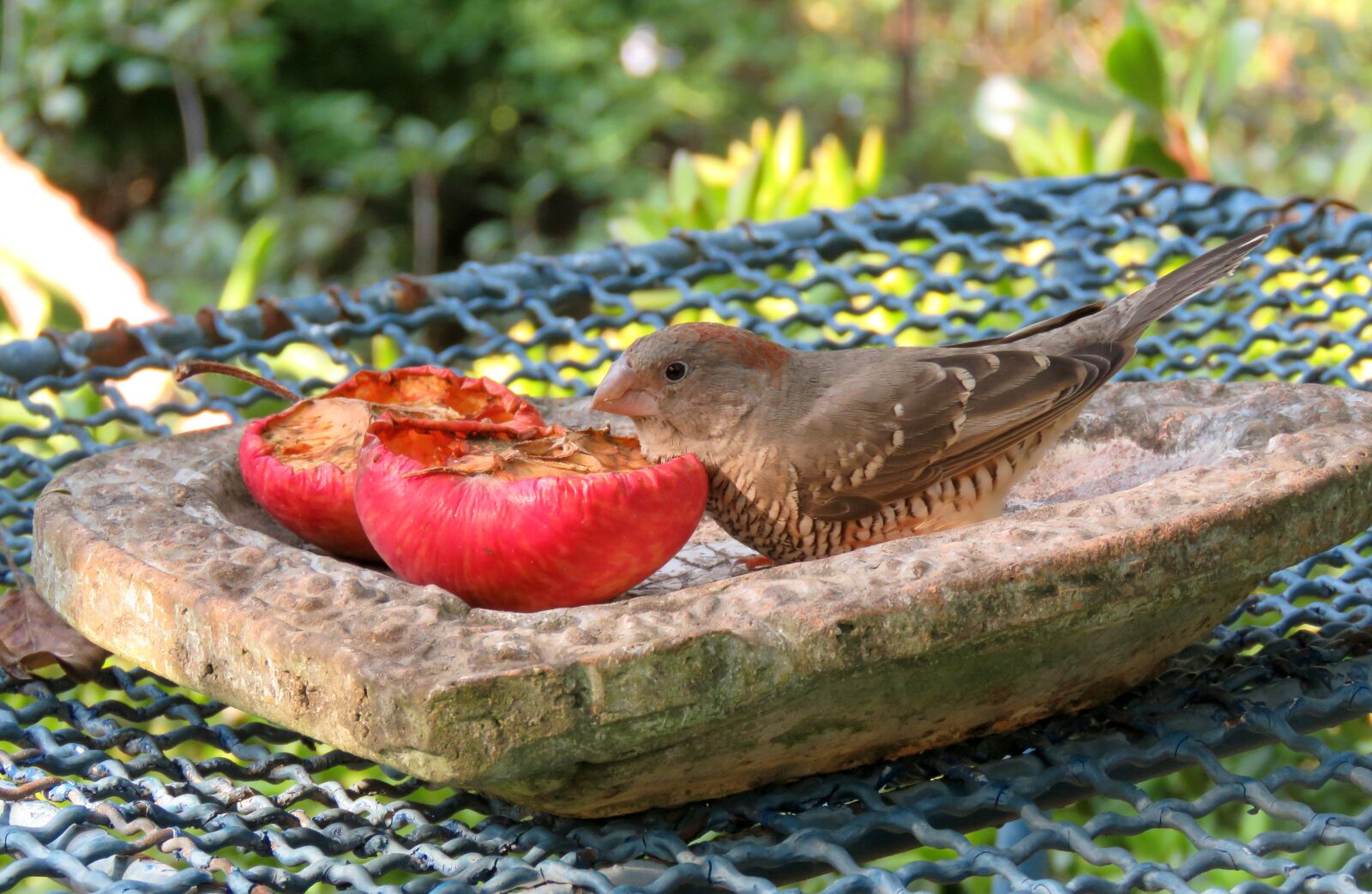 Canon PowerShot SX60 HS sample photo. Bird, avian, finch photography