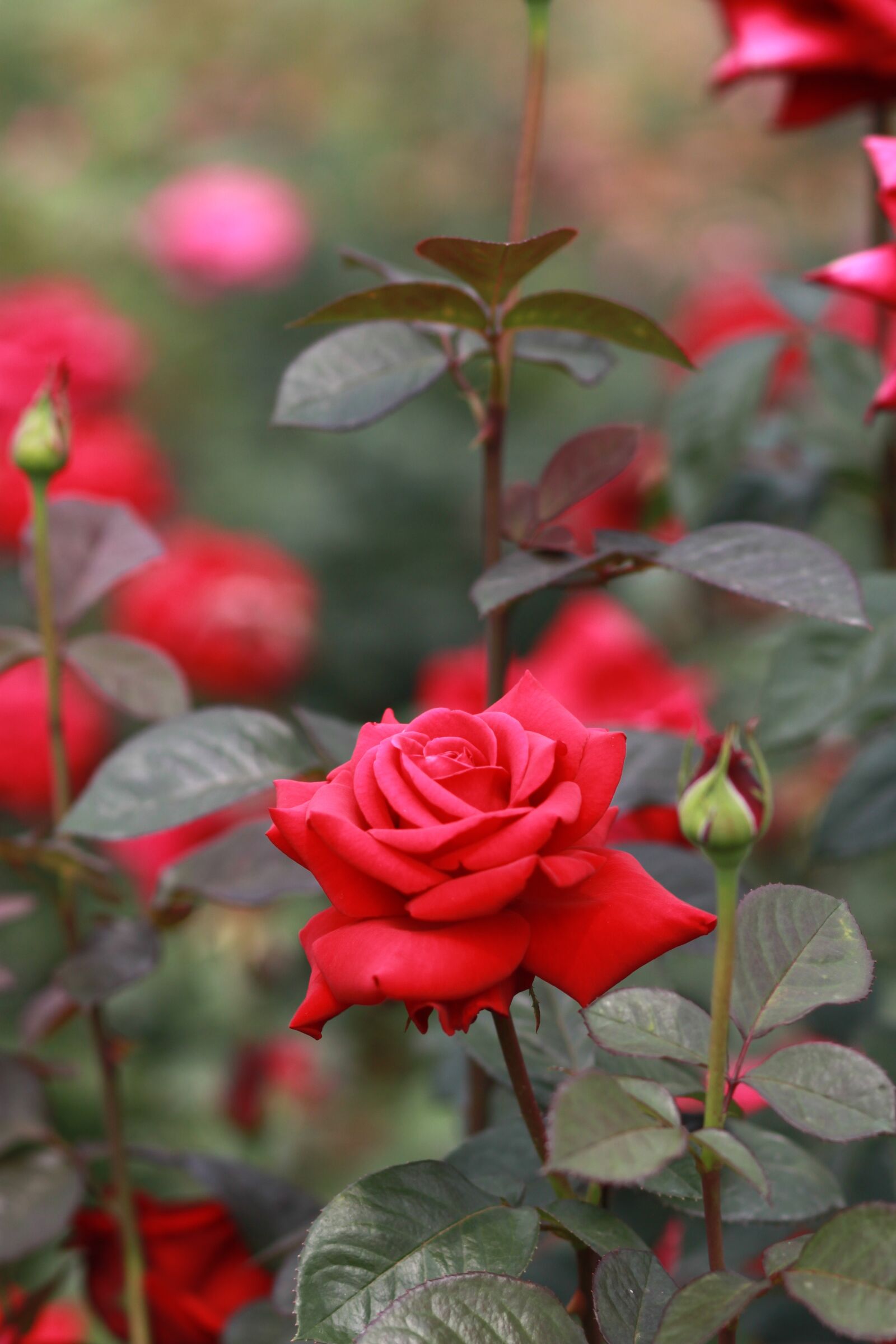 Canon EOS 500D (EOS Rebel T1i / EOS Kiss X3) sample photo. Rose, flowers, red rose photography