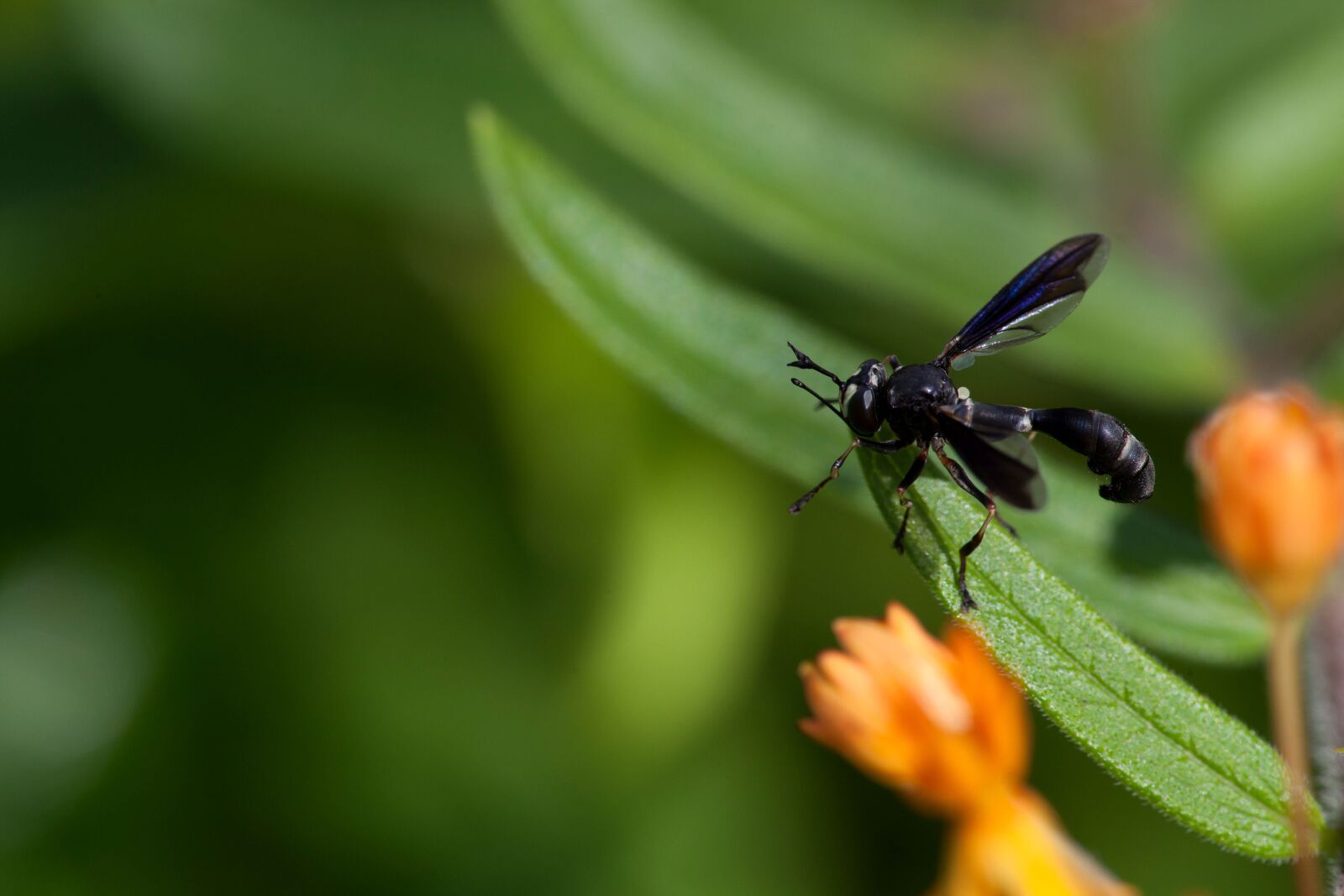 Canon EOS 5D Mark II sample photo. Big, black, wing, insect photography