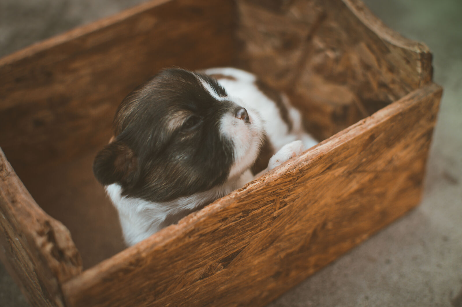 Nikon D3200 + Nikon AF-S DX Nikkor 35mm F1.8G sample photo. Dog, wooden, puppets, box photography