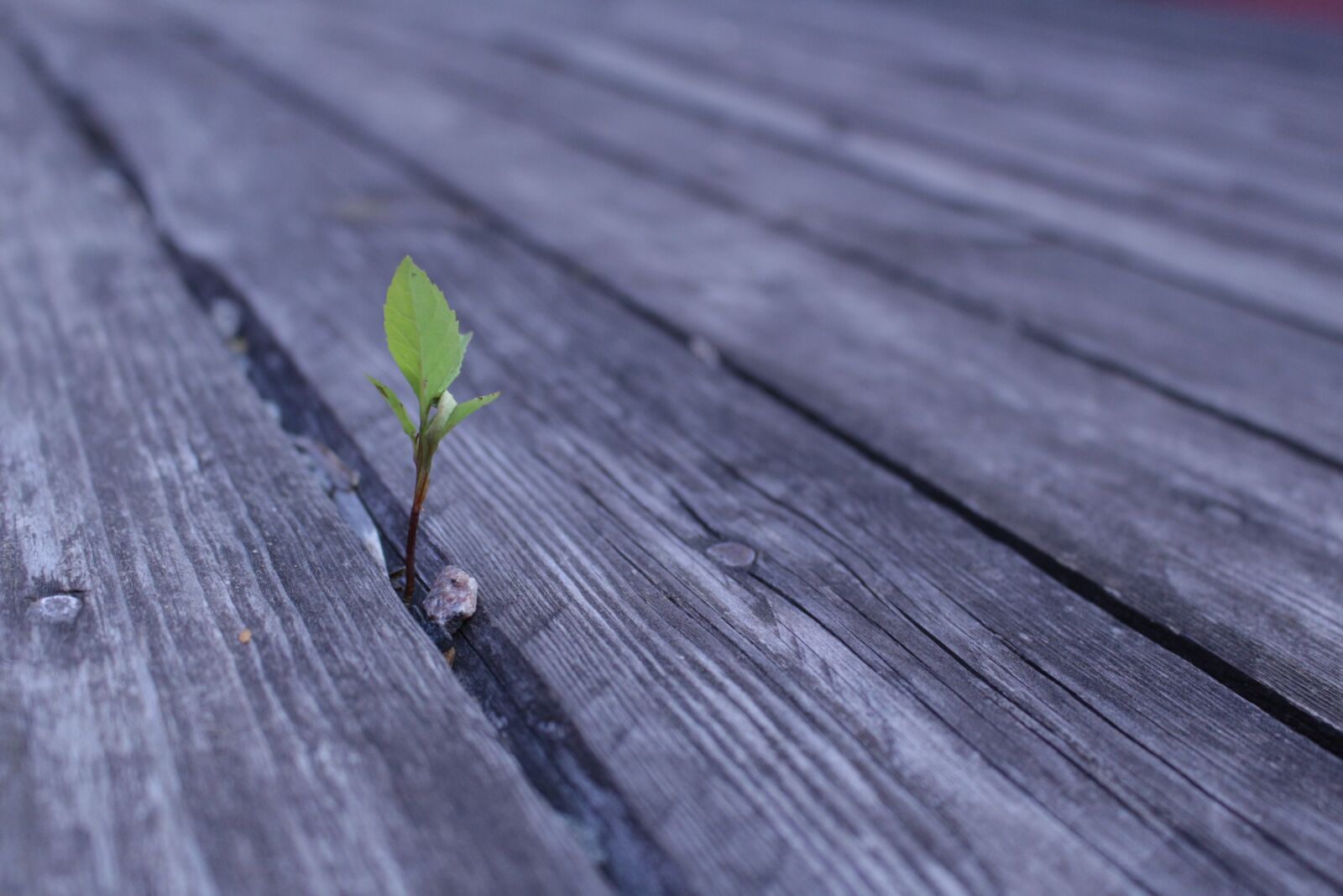 Canon EOS 700D (EOS Rebel T5i / EOS Kiss X7i) sample photo. Wood, nature, background photography