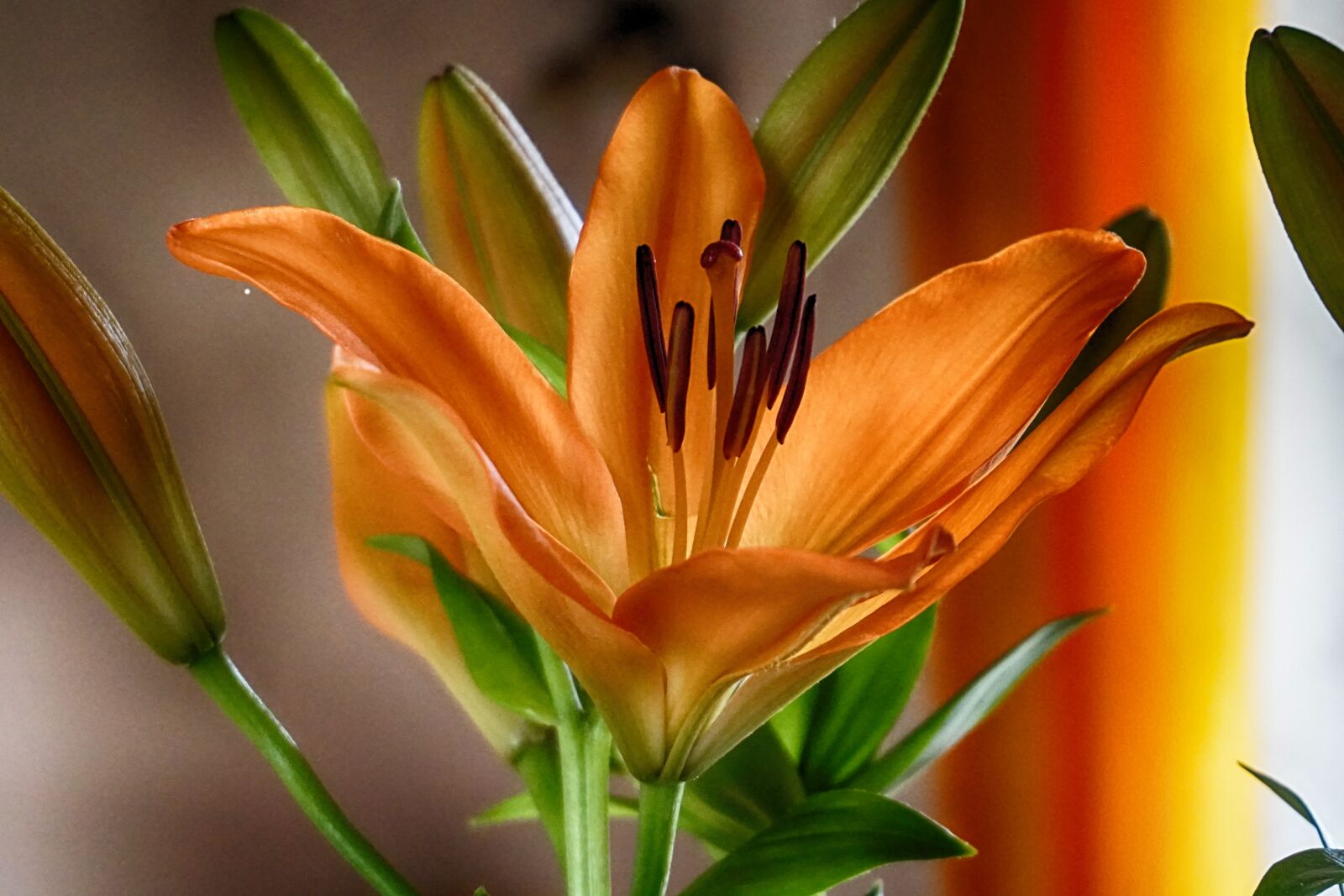 Sony a5100 sample photo. Flower, orange, blossom photography