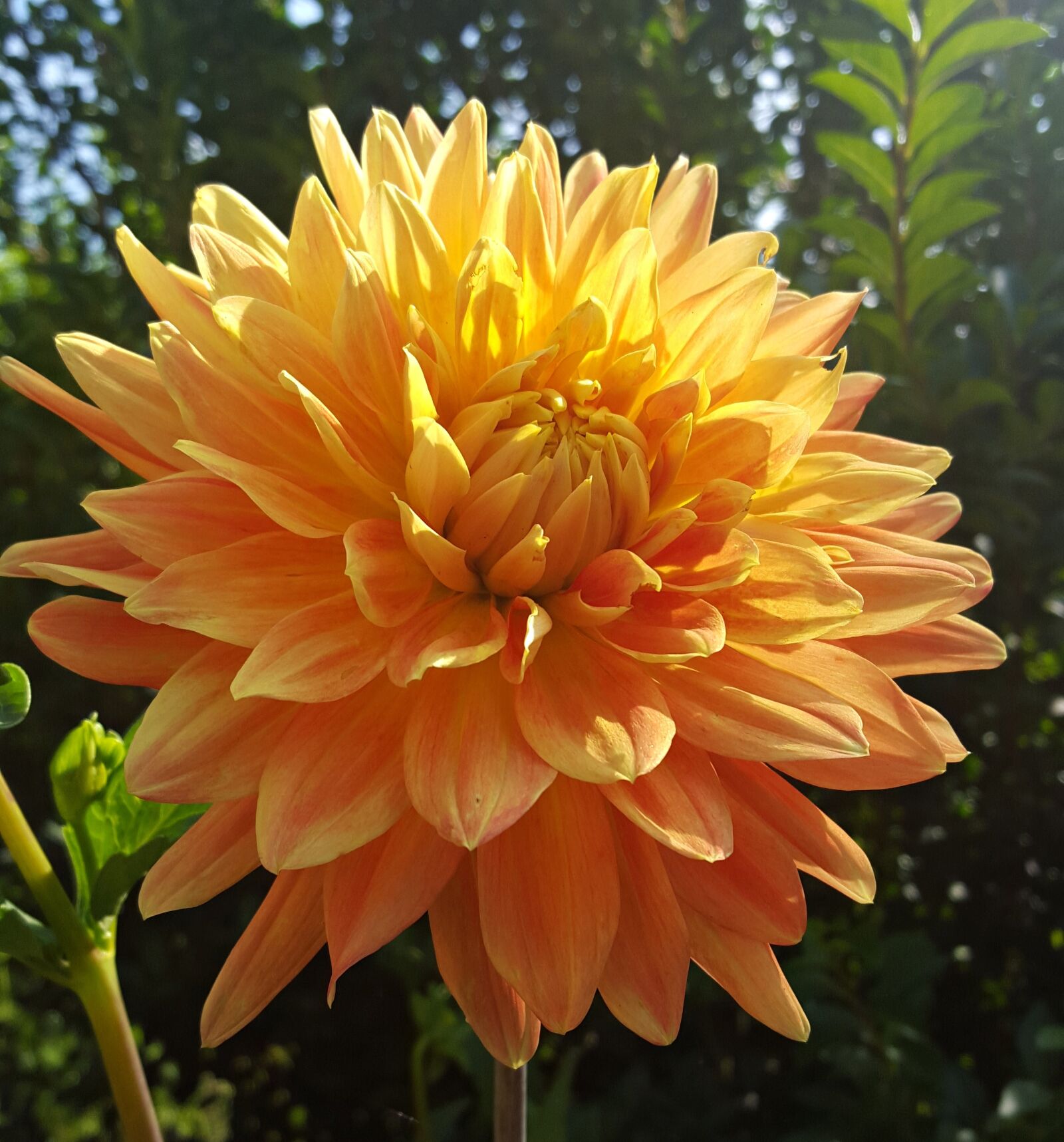 Samsung Galaxy S6 sample photo. Flower, dahlia, petal photography