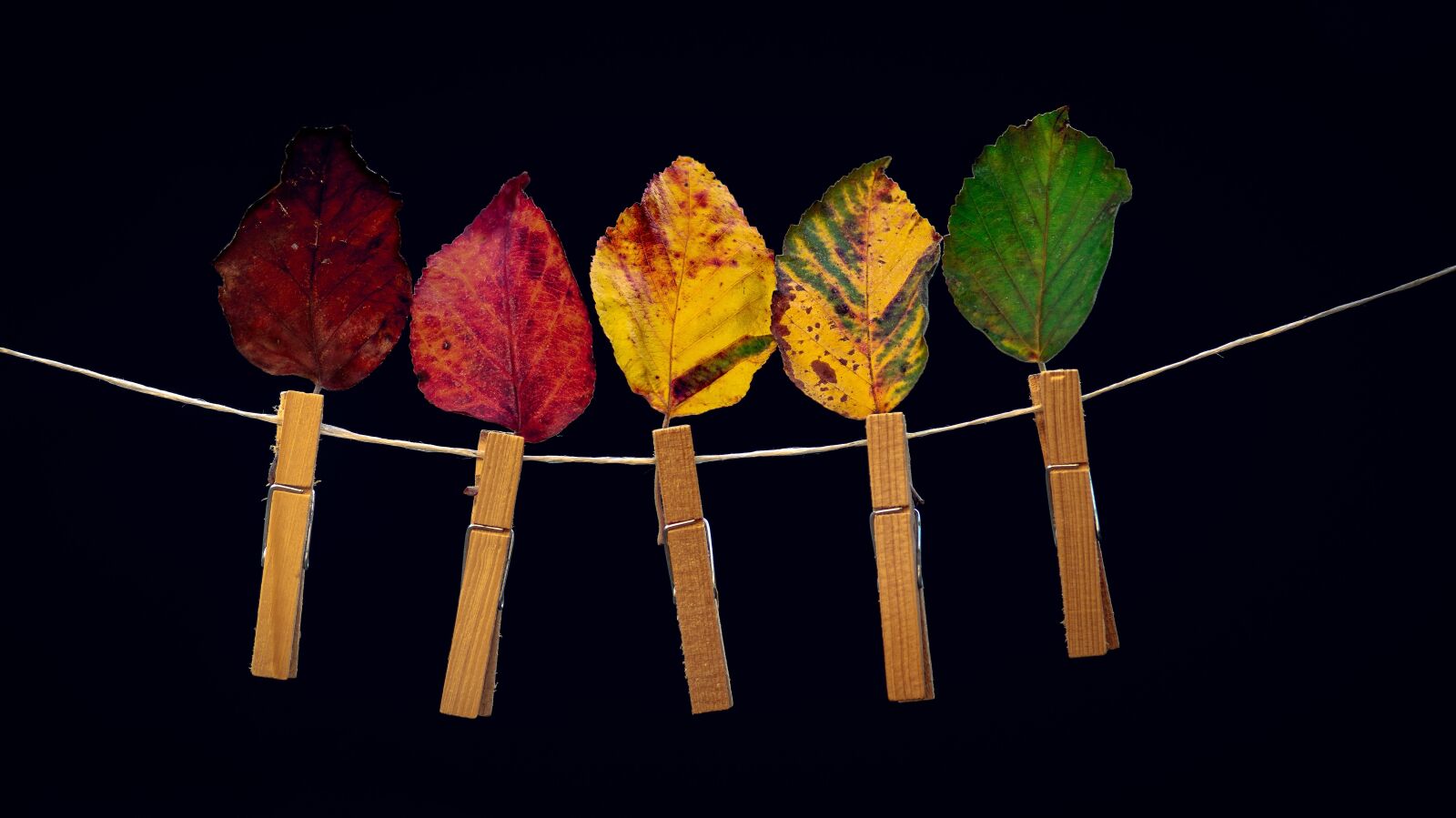 Sony SLT-A58 sample photo. Leaves, autumn, colorful photography