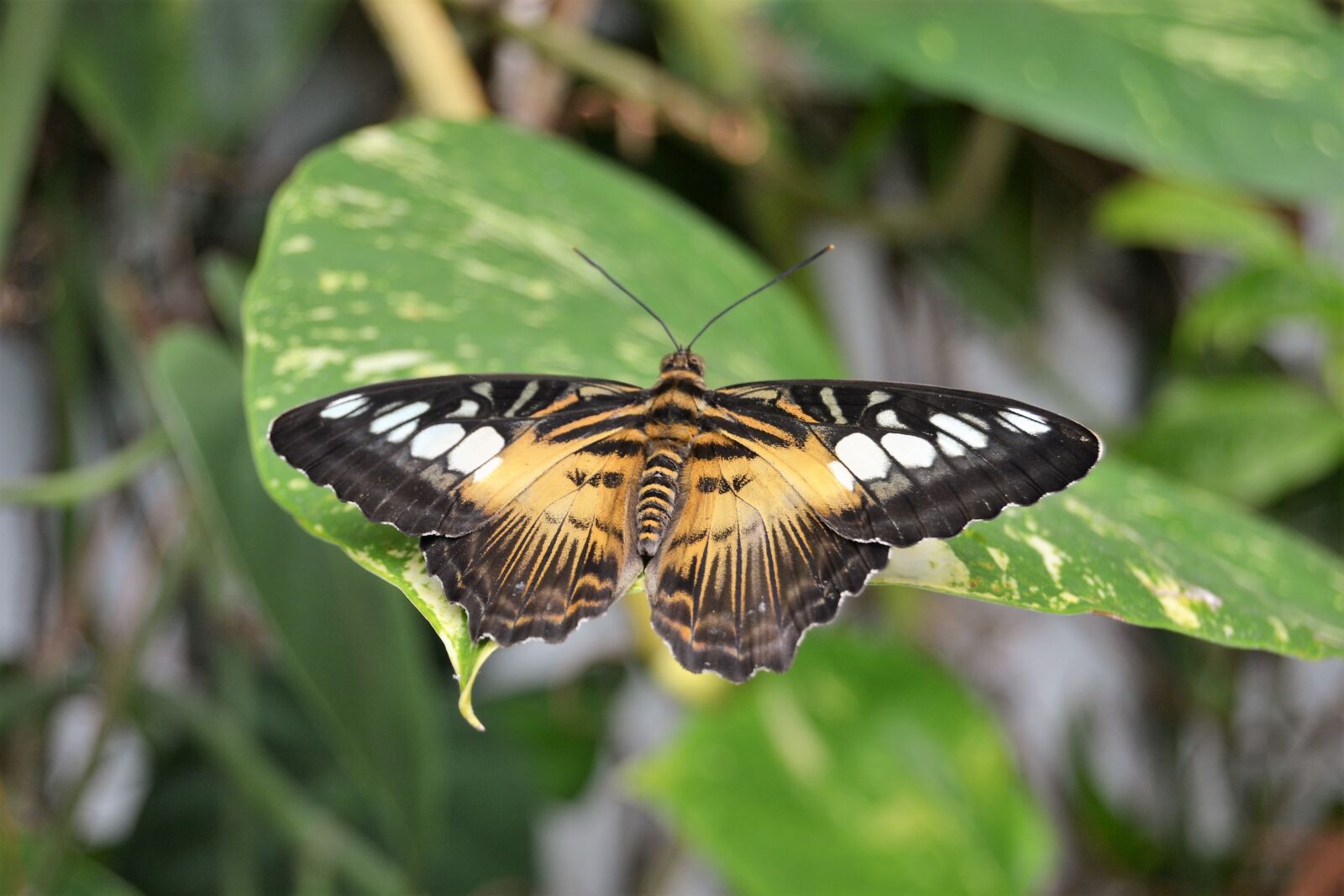 Nikon D3100 sample photo. Butterfly, nature, wings photography