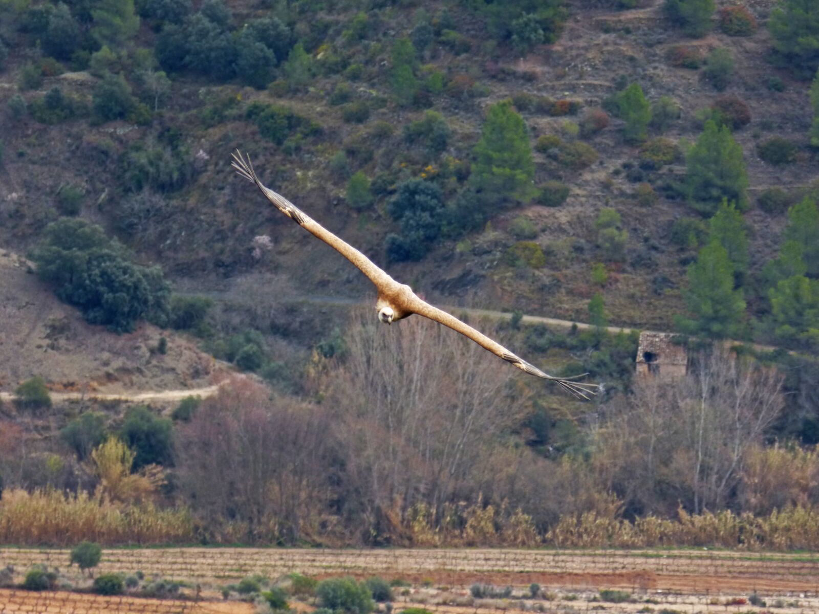Panasonic DMC-FZ62 sample photo. Vulture, fly, landscape photography