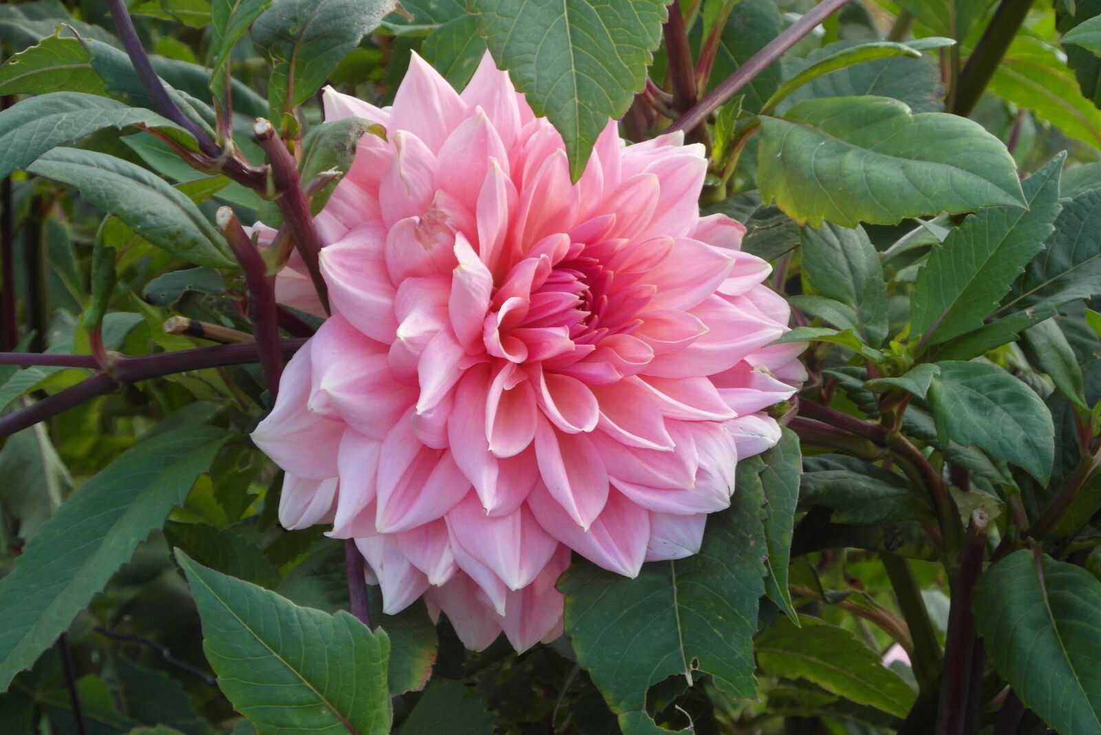 Samsung WB750 sample photo. Dahlias, garden, flower photography