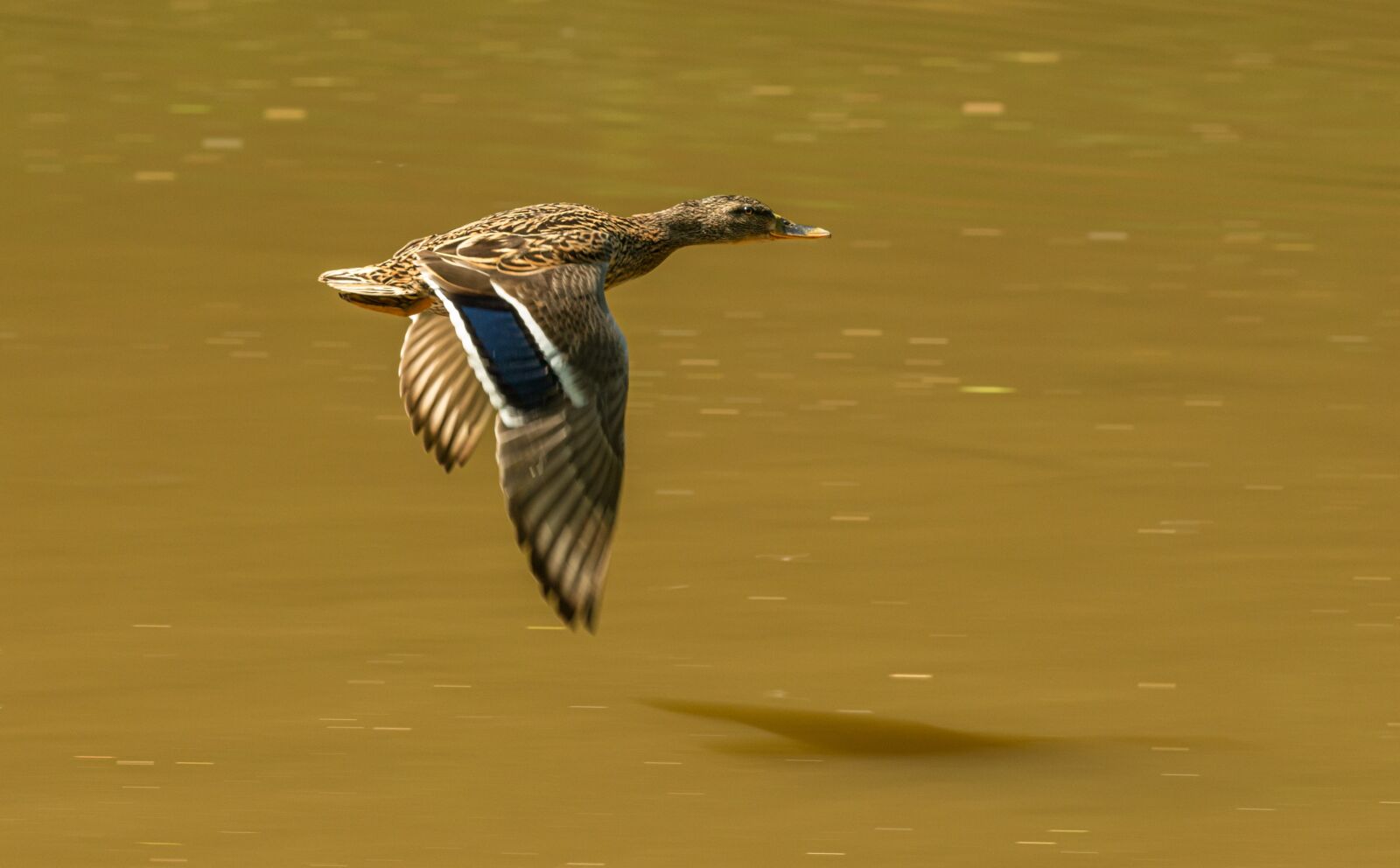 Nikon D800E sample photo. Duck, bird, flying photography