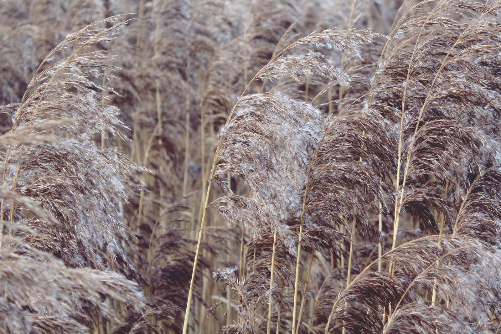 Canon EOS 1200D (EOS Rebel T5 / EOS Kiss X70 / EOS Hi) sample photo. Reed, nature, plant photography