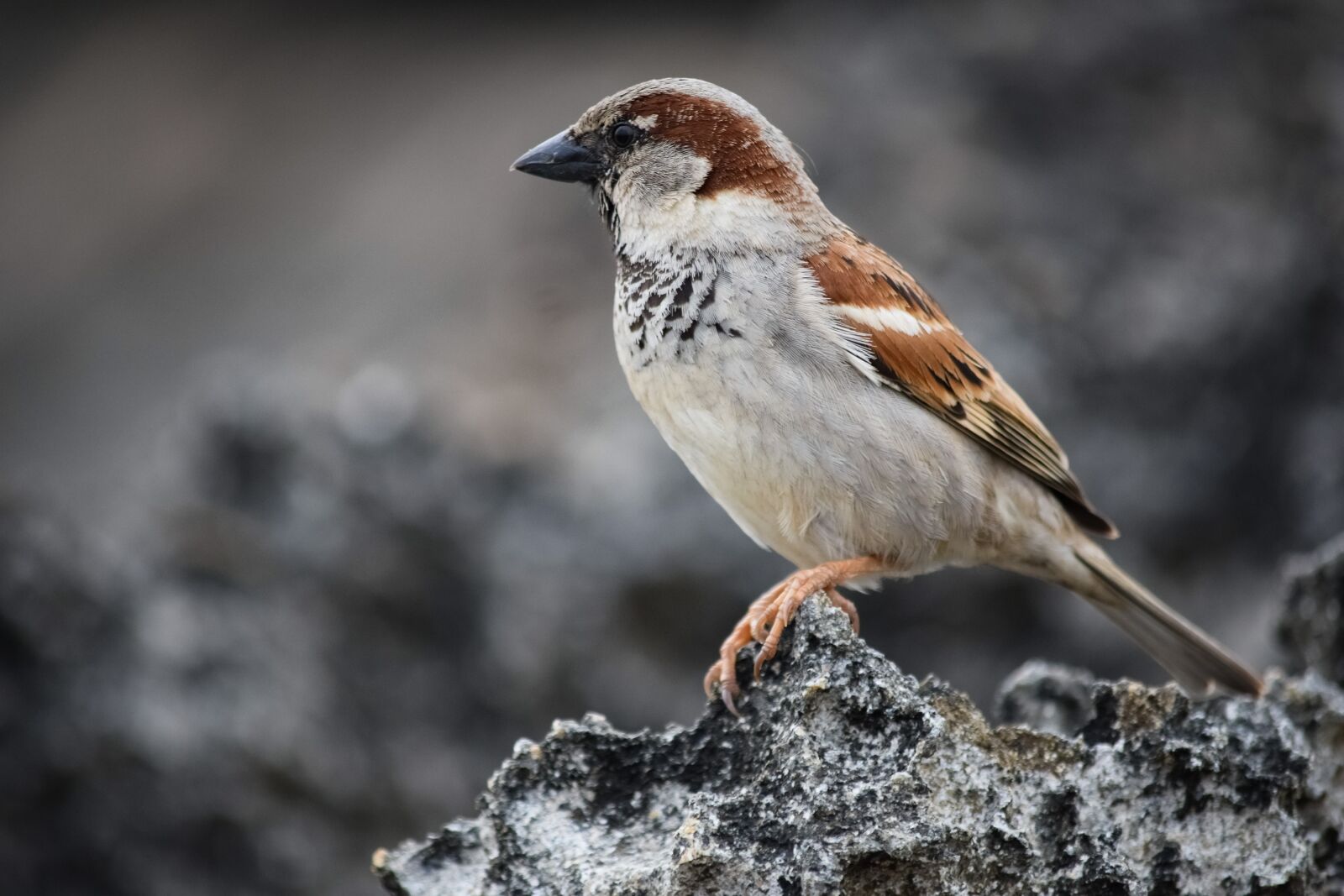 Nikon D3300 sample photo. Sparrow, wildlife, nature photography