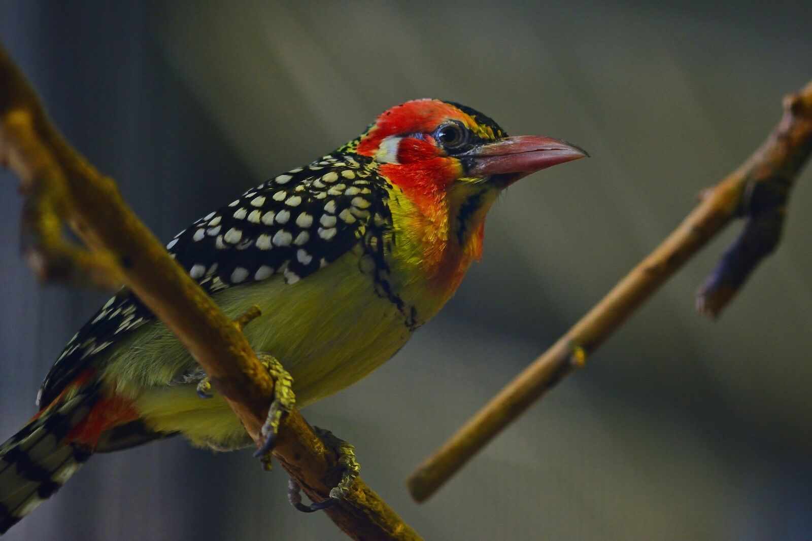 Nikon D5200 sample photo. Animal world, flammkopf beard photography