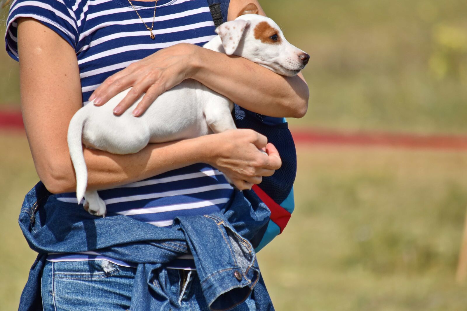 Nikon D5500 sample photo. Dog, puppy, small, hunting photography